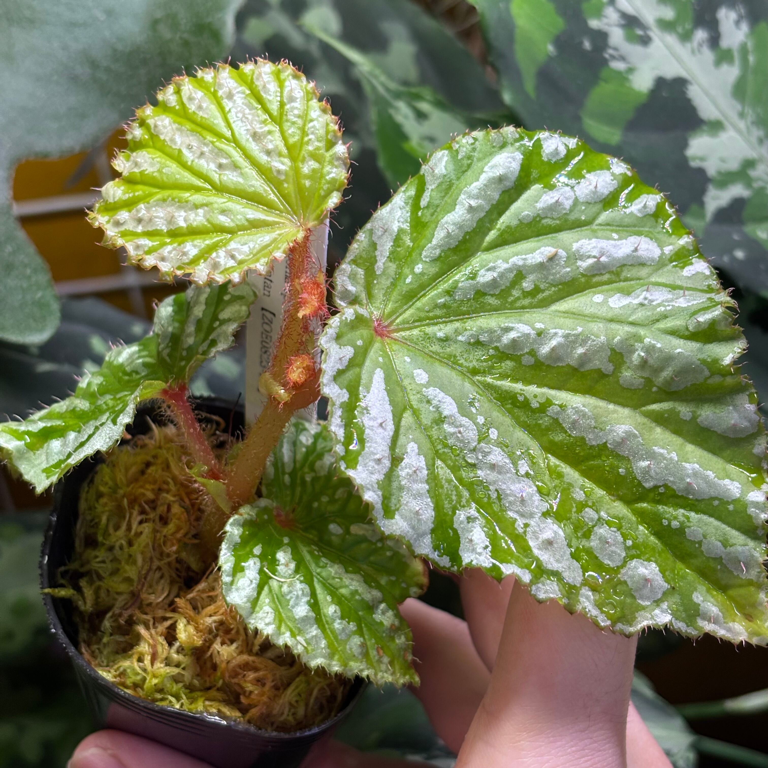 Begonia sp. Kalimantan 【ZOE0823-14i】 | 熱帯雨林植物専門店 トイ吉園芸