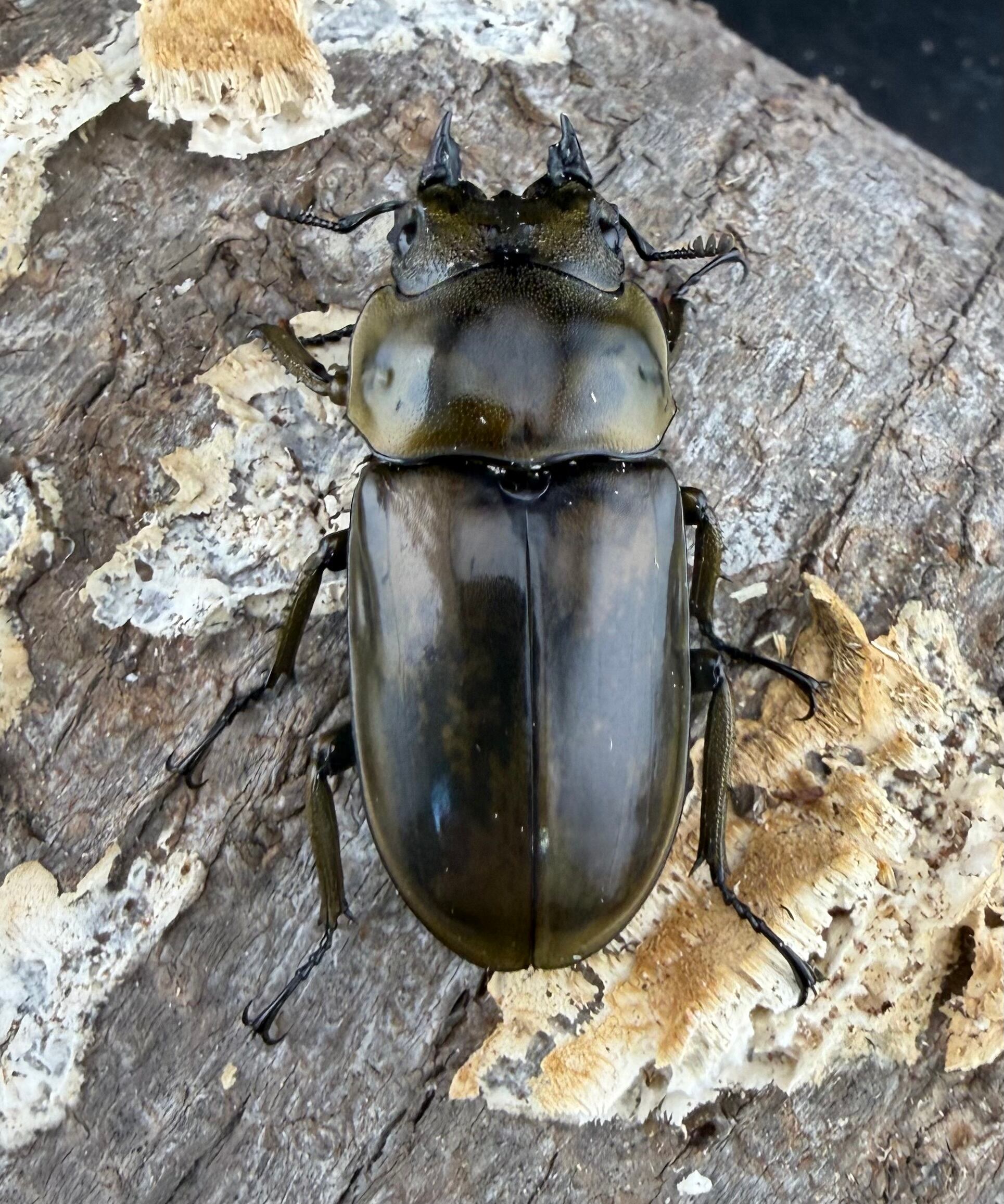 F0】《ローゼンベルグオウゴンオニクワガタ 44.5mm ♀単》 | KPW公式