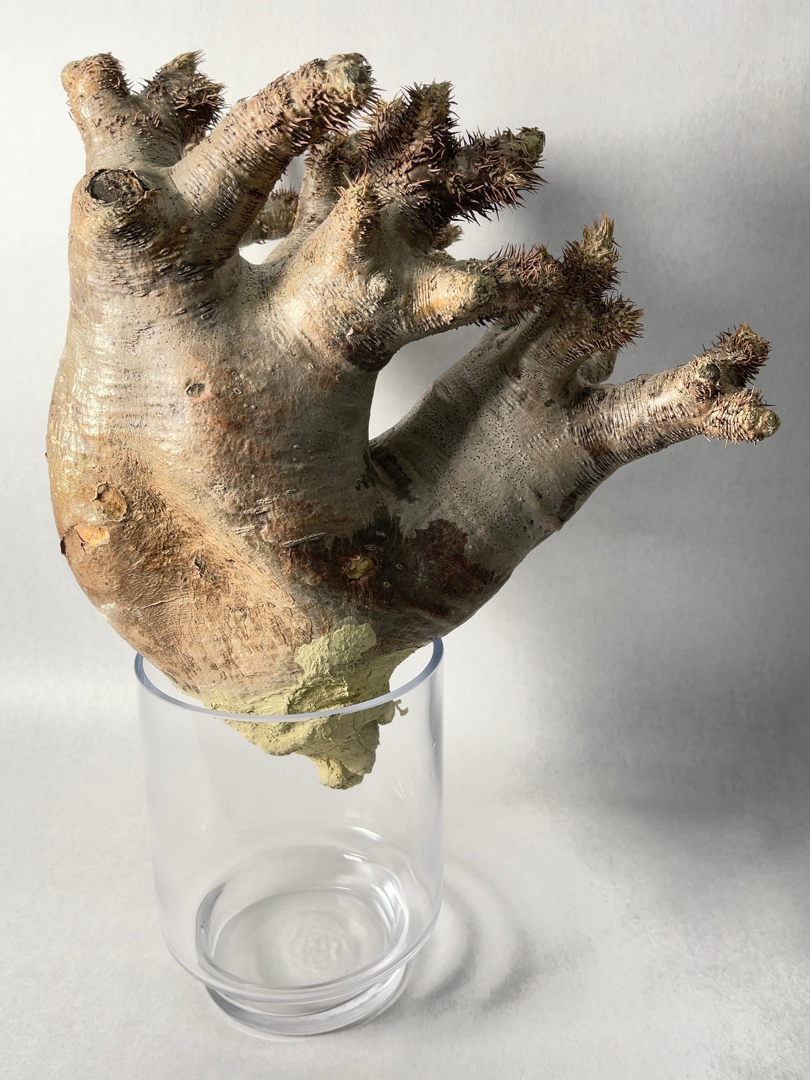 良型　パキポディウム　イノピナツム パキポディウム イノピナツム | hanayoshi-botanical