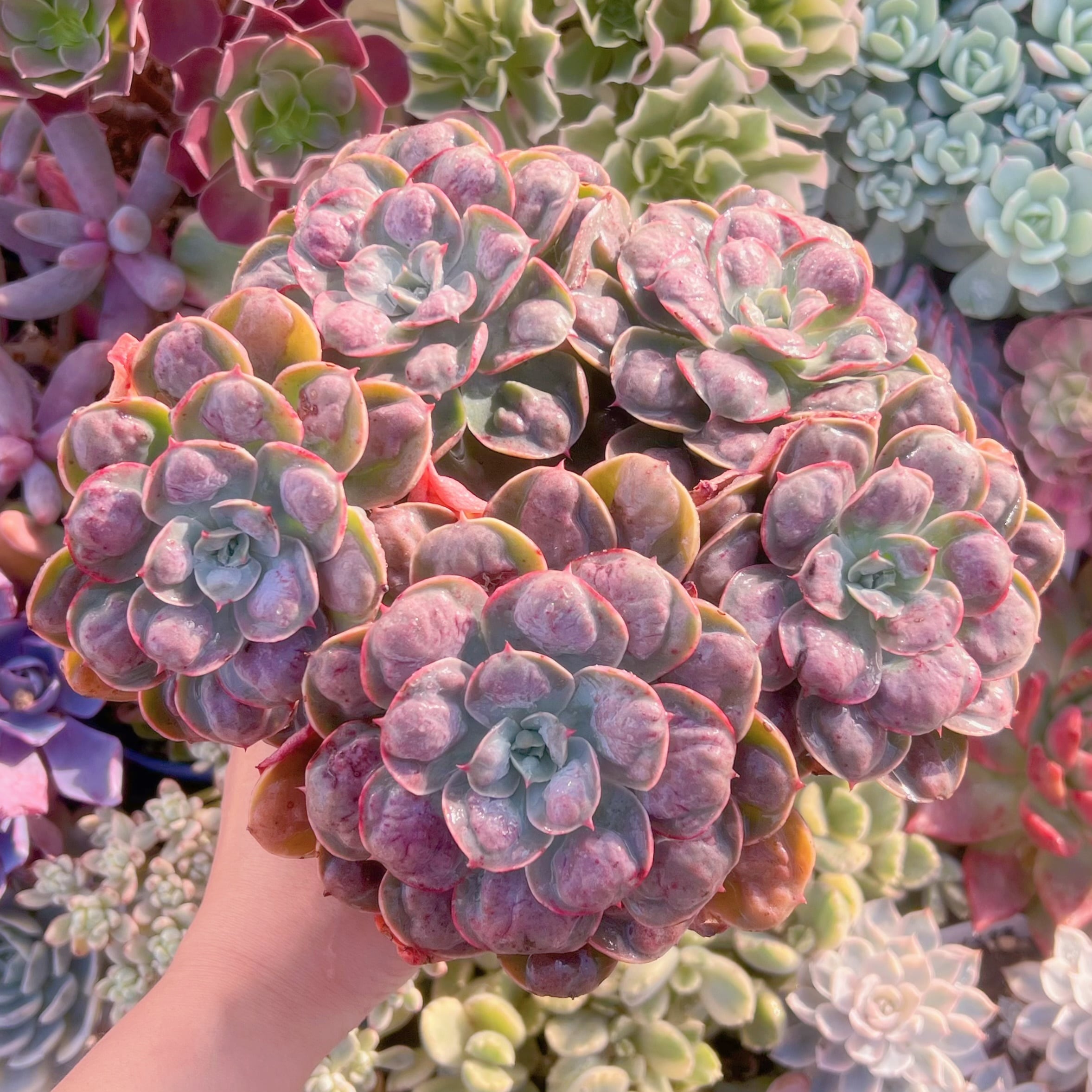 現品　ビヨンセ#852   特大群生20cm　るる農園