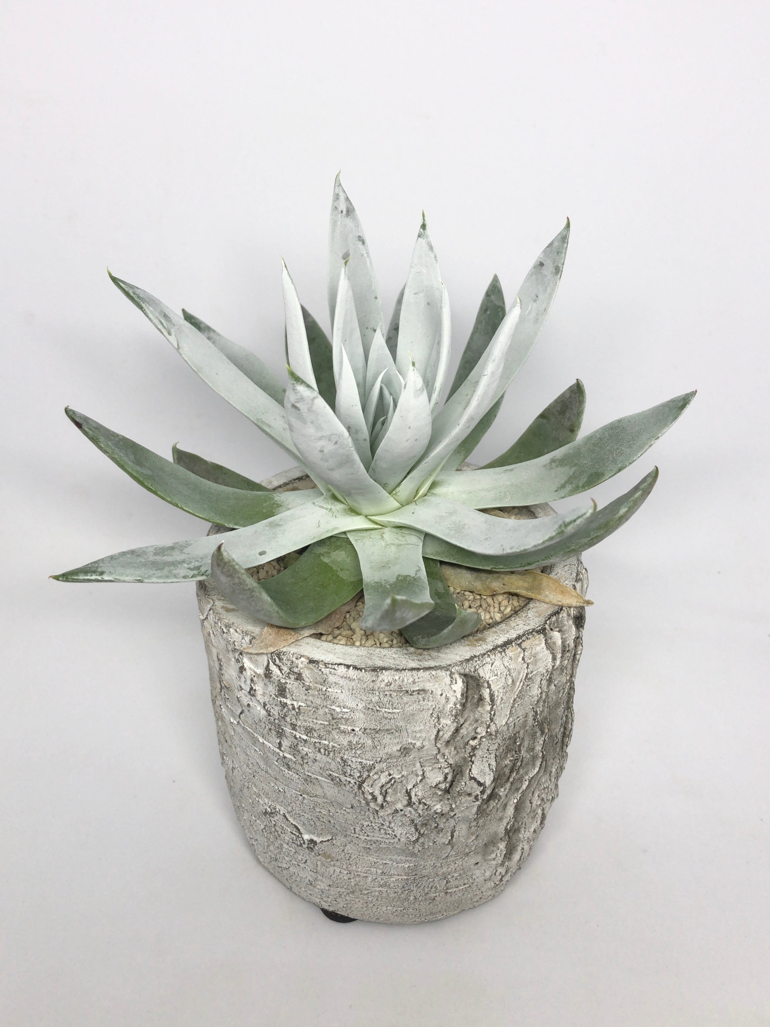 ダドレア・仙女盃 | trigger