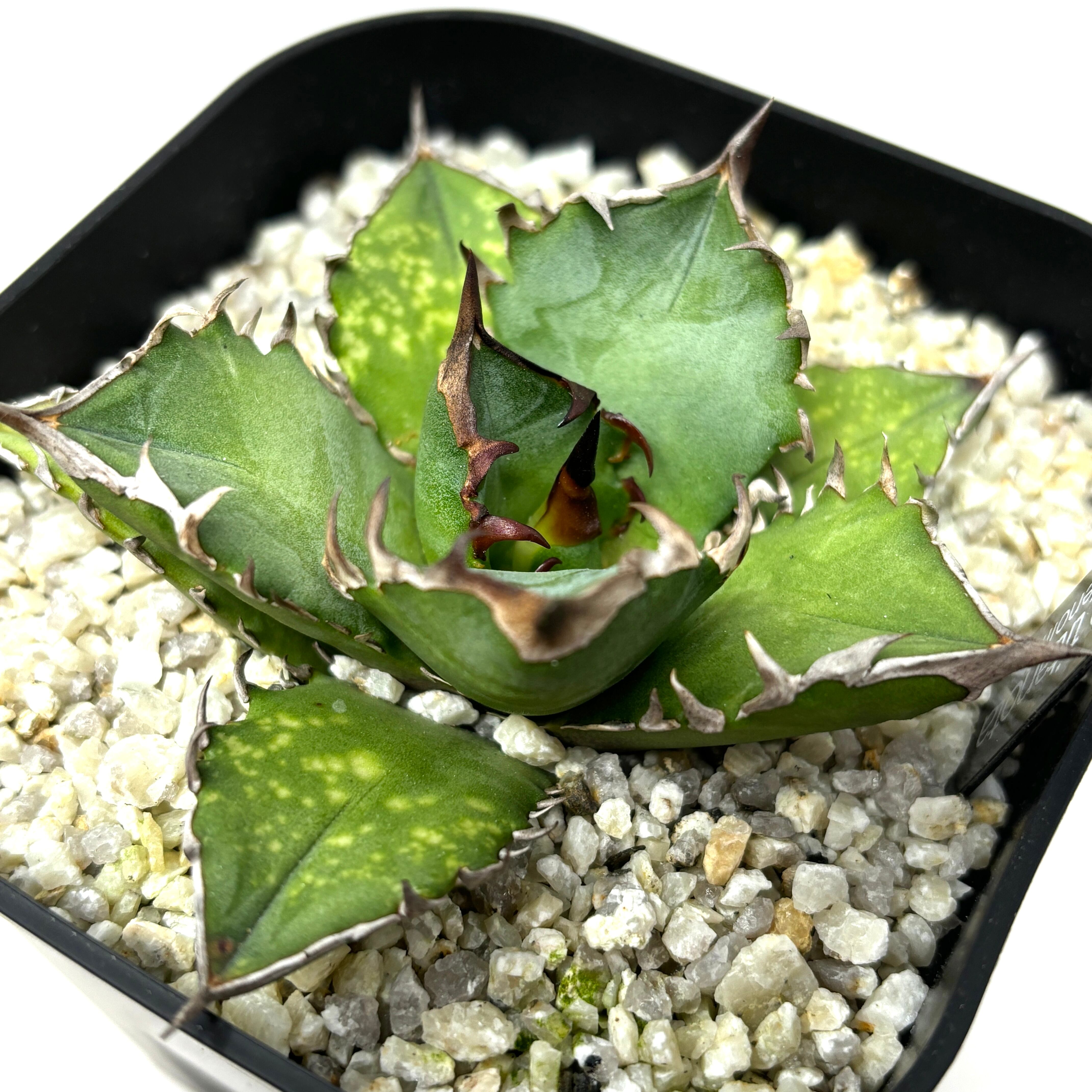 アガベ チタノタ レッドヴェノム【635】 | PROTOLEAF プロトリーフ 