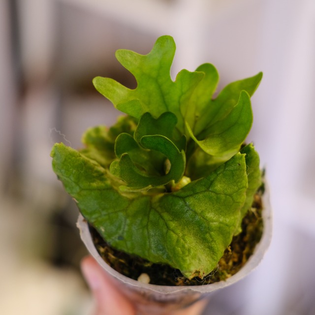 Platycerium ridleyi var. Dwarf & Compact｜ビカクシダ リドレイ ドワーフ＆コンパクト
