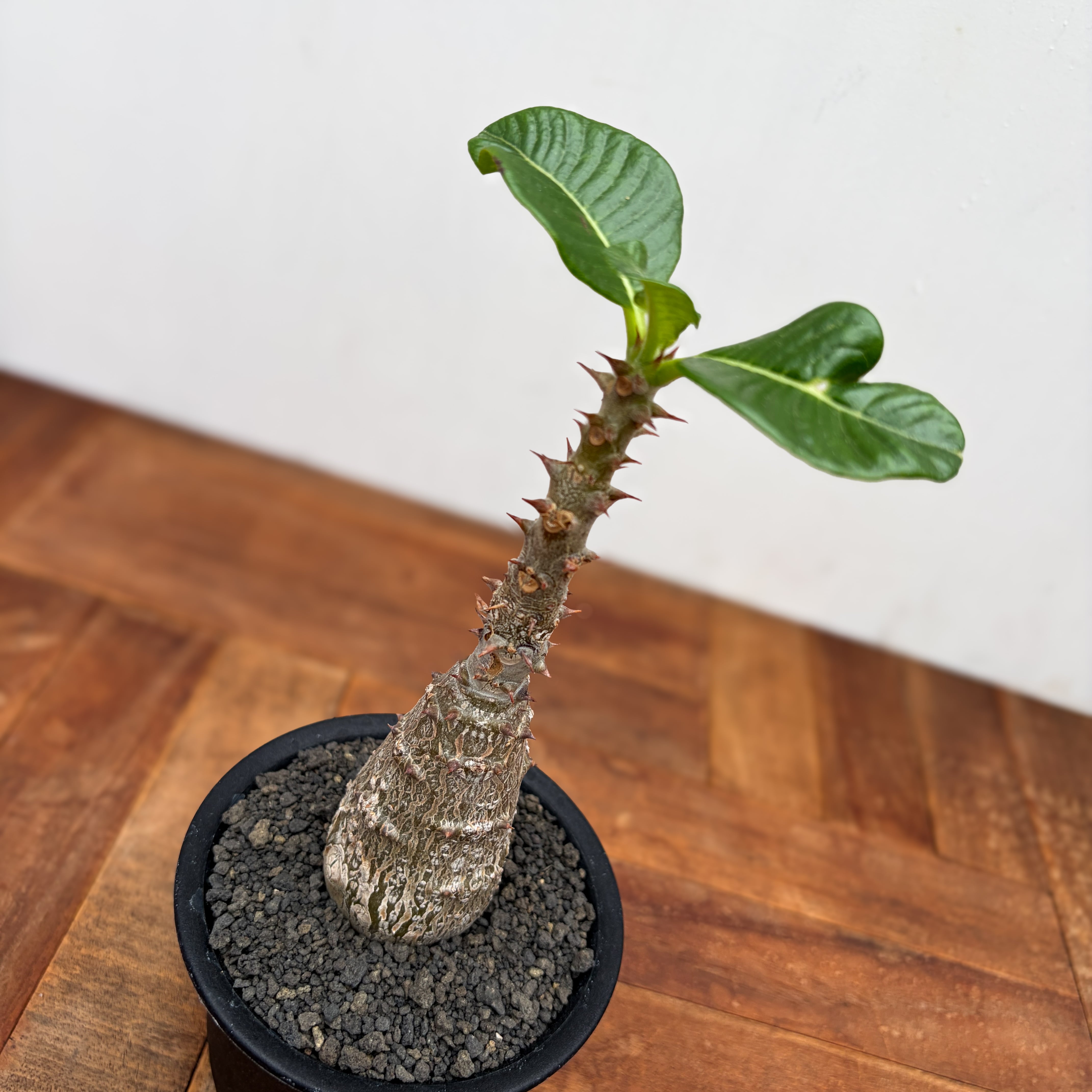 Pachypodium windsorii【パキポディウム・ウィンゾリー】 | RIMO'S