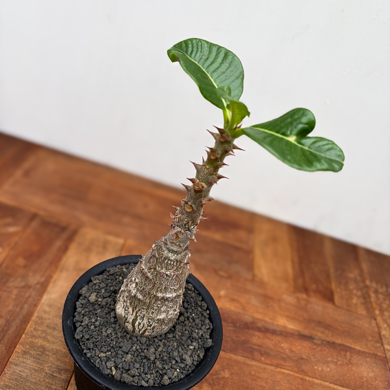 Pachypodium windsorii【パキポディウム・ウィンゾリー】