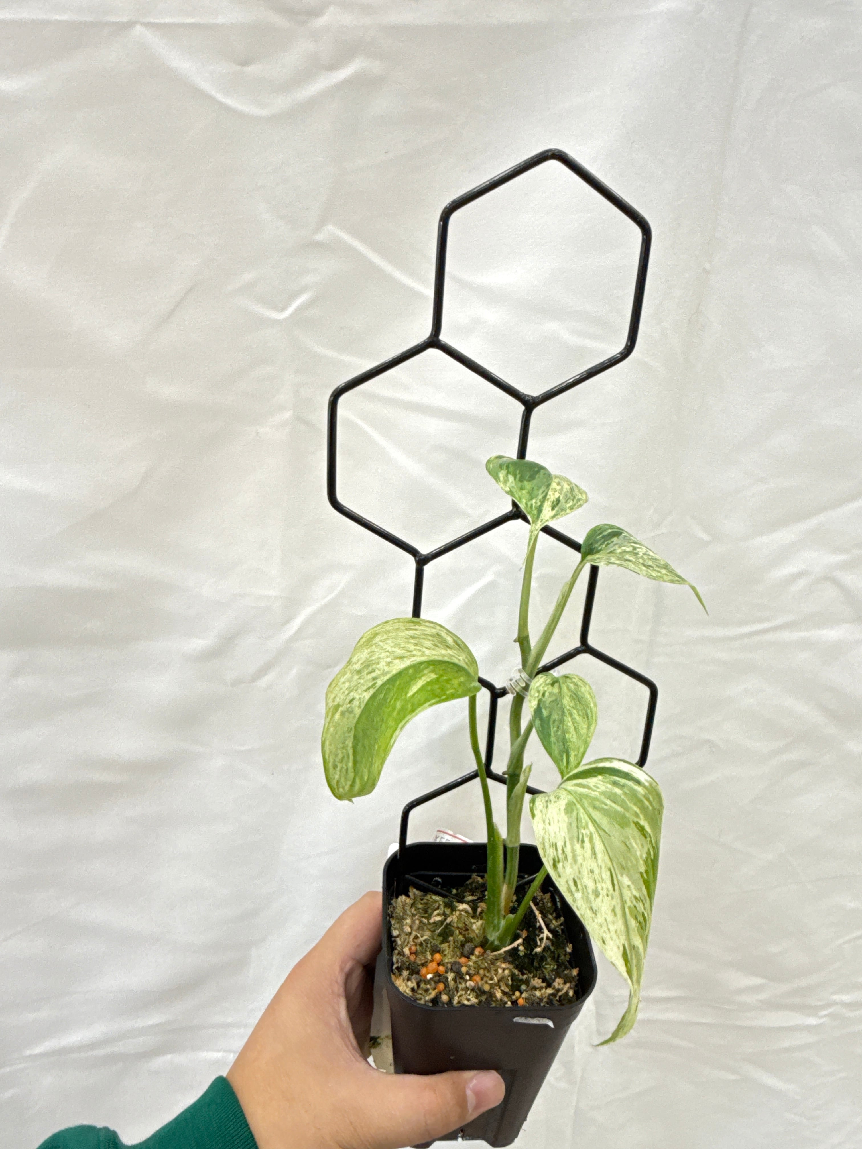 new】 トレリス支柱 (蔓性の植物をより美しく魅せる) | Gardenえん