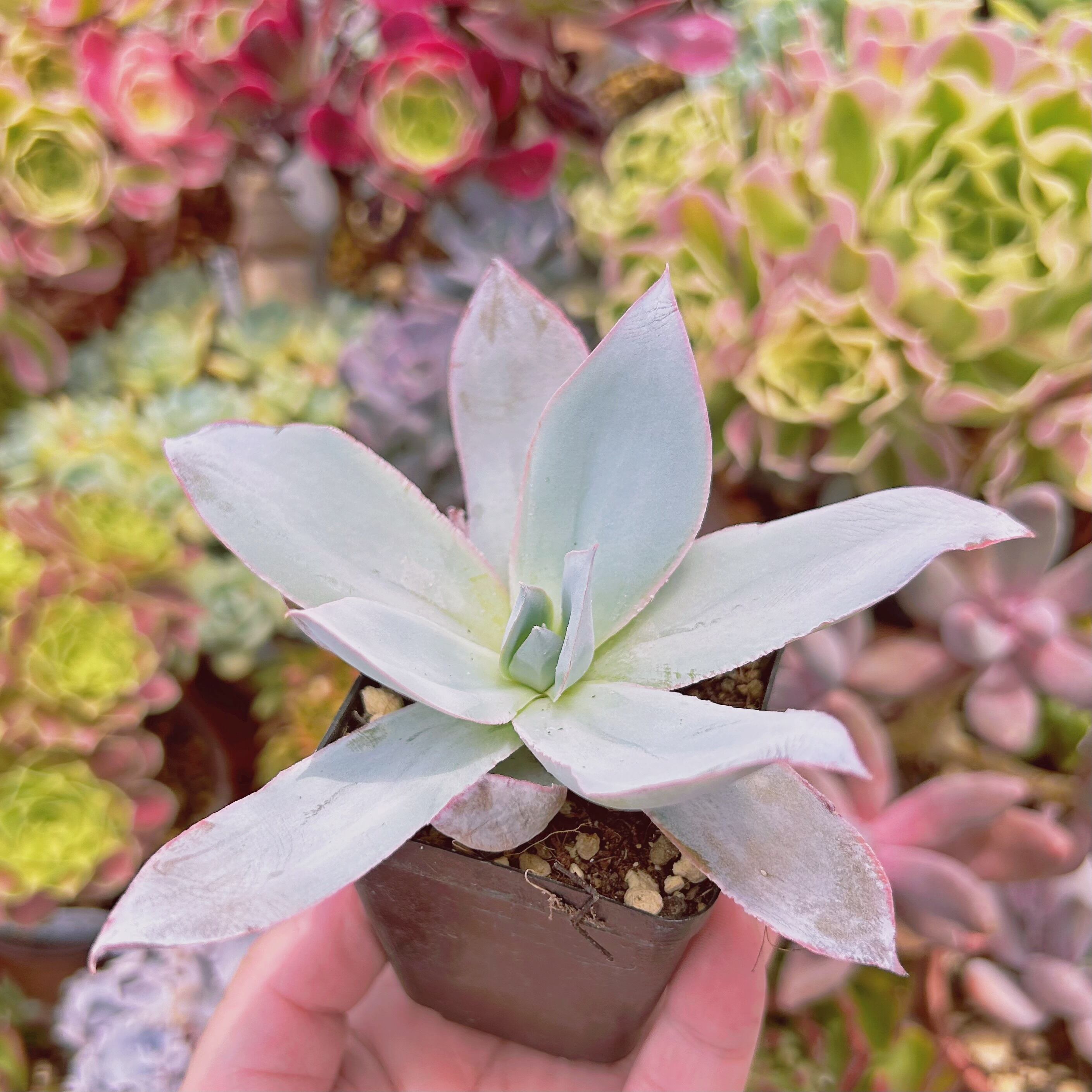 多肉植物　カンテ　◇抜き苗◇ 抜き苗 カンテ Echeveria cante | PUKUBOOK SUCCULENTS