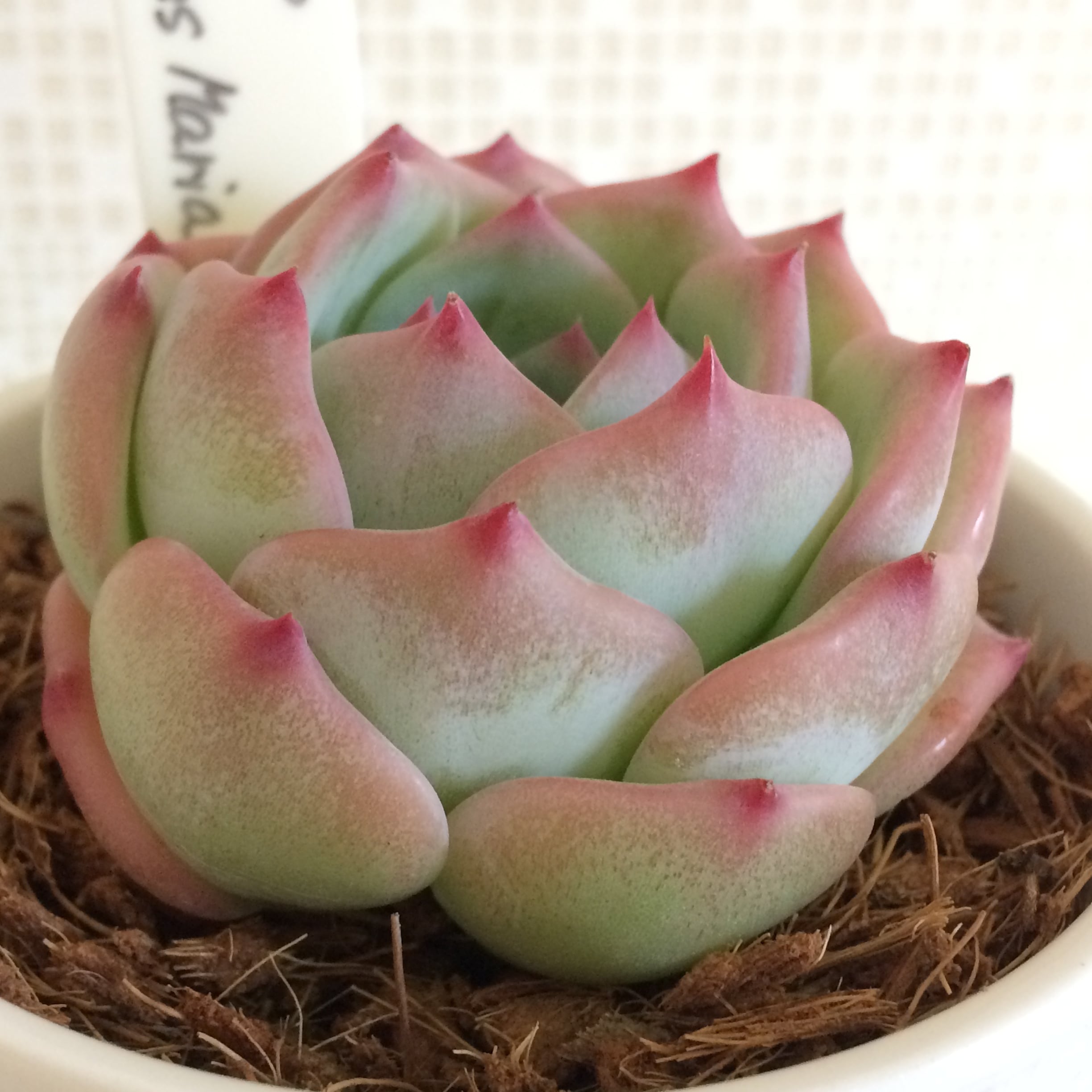 季心庵(kishinan) 多肉植物 エケベリア マリア Echeveria agavoides Maria 韓国苗 きしんあん 150 | 季心庵  きしんあん powered by BASE