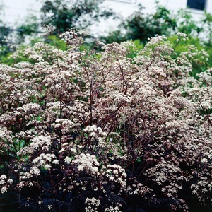 A宿根草 アンスリスクス ラベンスウィング