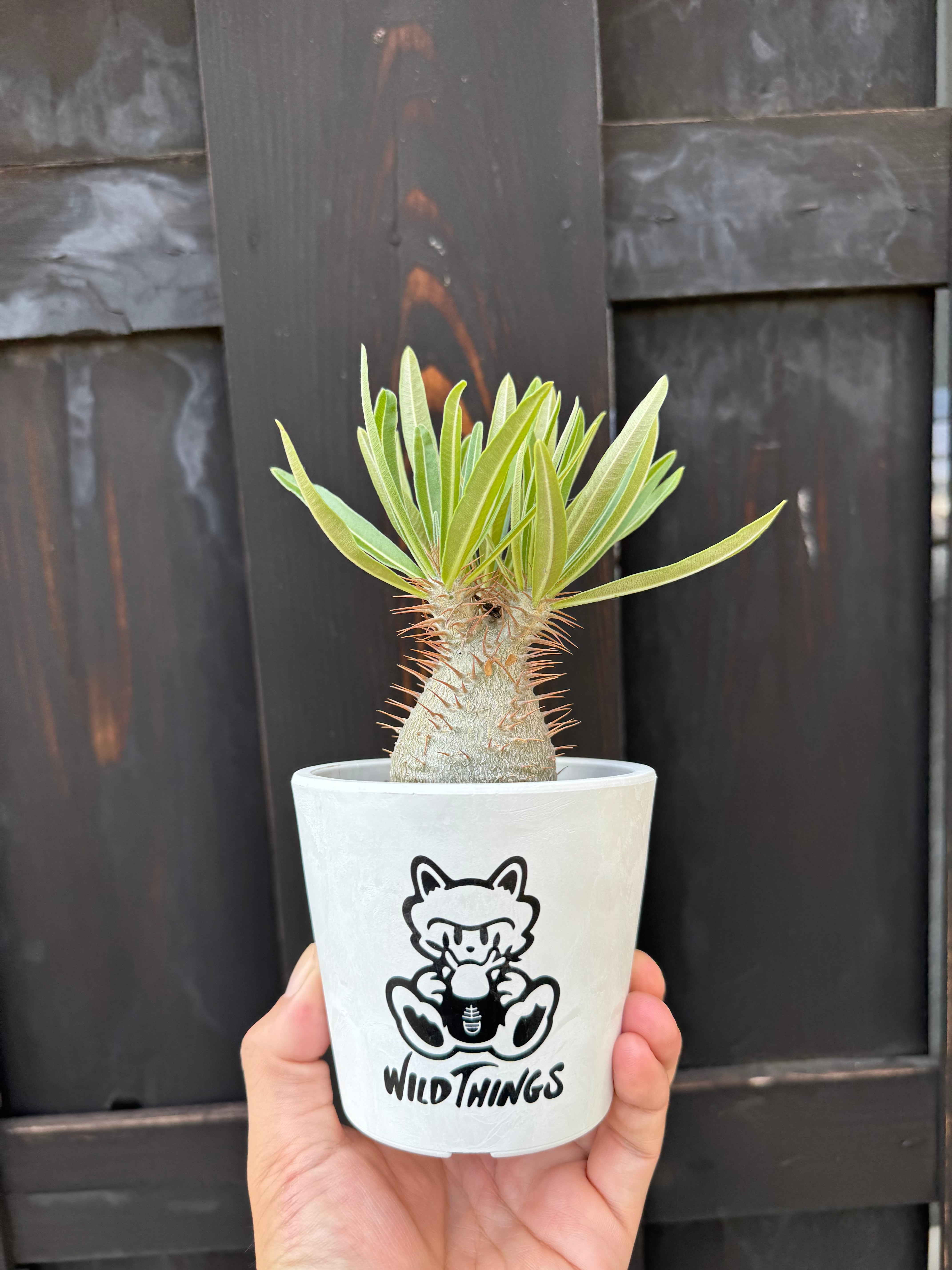 塊根植物 -caudex- | 青坊主-aobouzu-