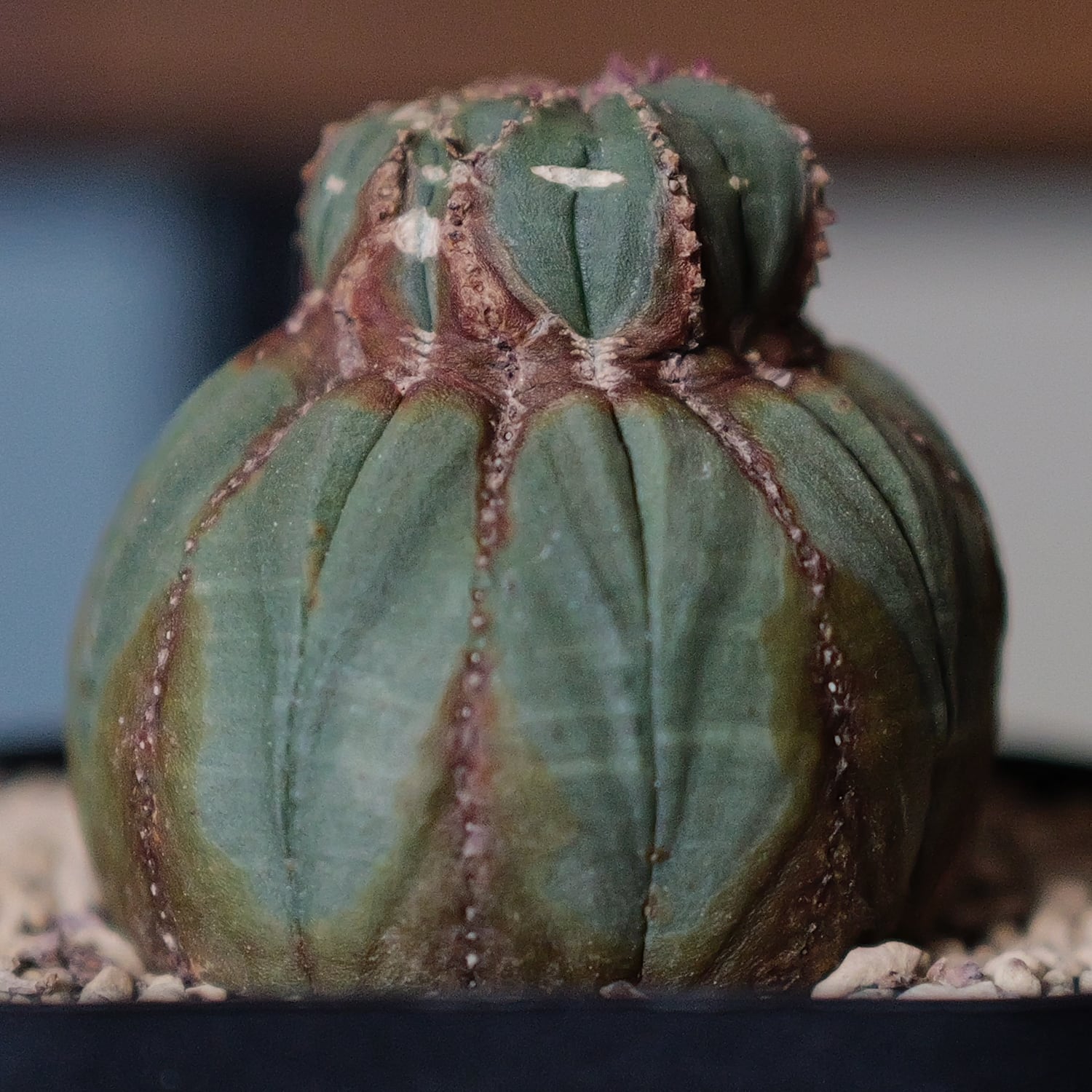 オス株 木質化 捻じれ 異型 オベサ / ユーフォルビア | LIGHTHOUSE