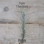 【送料無料】フンキアナ〔エアプランツ〕現品発送T1960