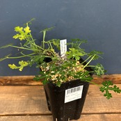 ヤトロファ　パラドクサ【909】