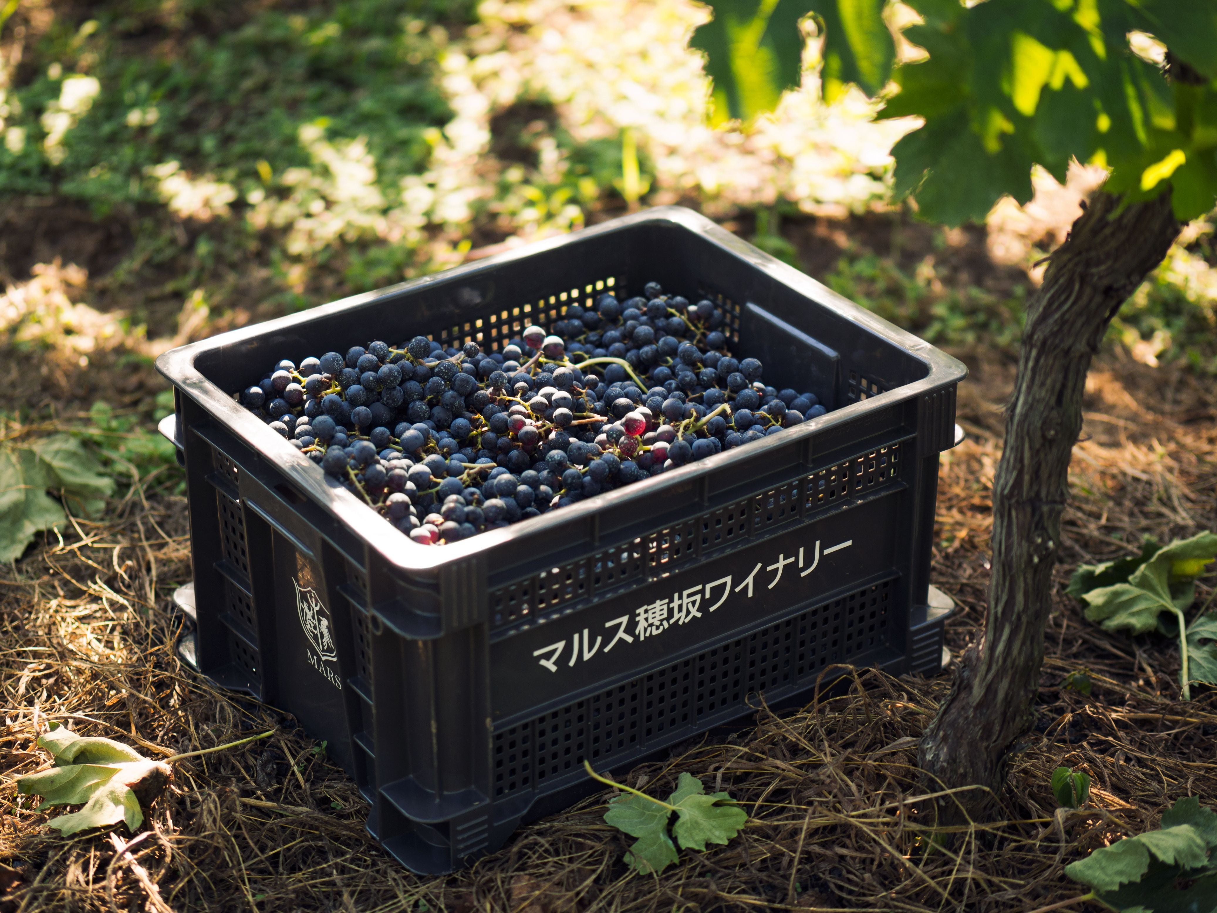 イベント　3/20(金・祝)【本坊酒造 コラボランチイベント】12:00～