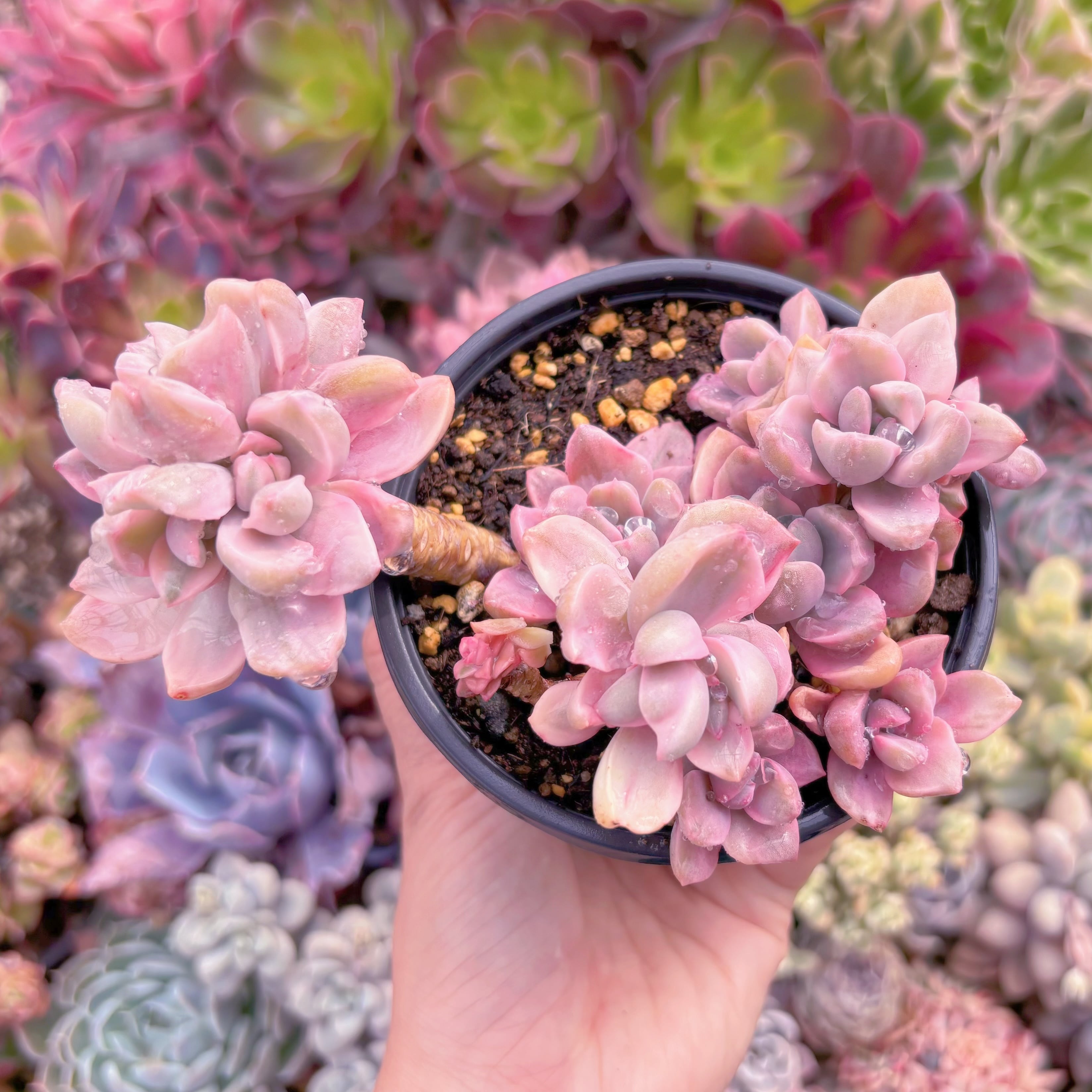 現品　リチャード錦#815   るる農園