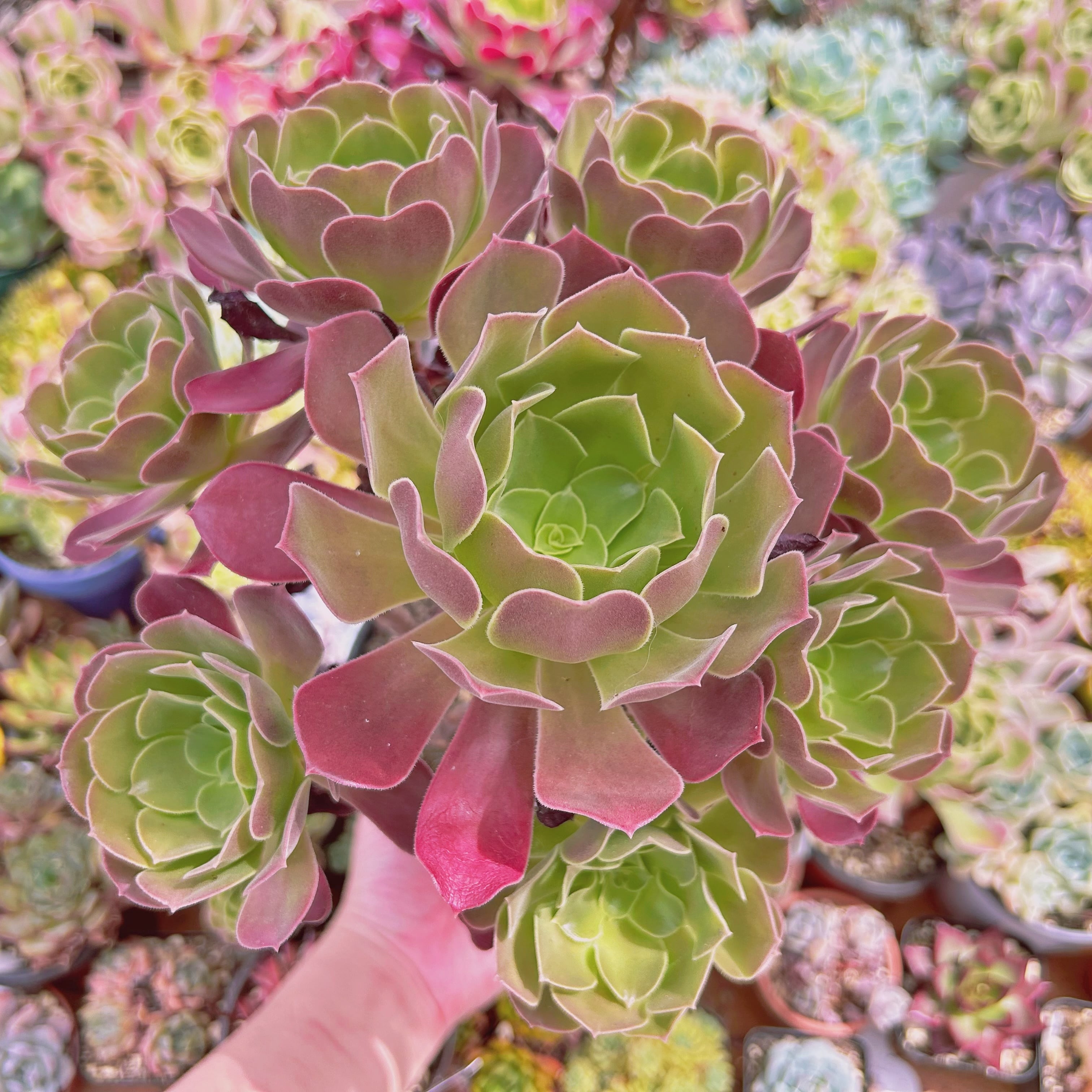 #643現物　多肉植物　ローズ法師　特大　抜き苗