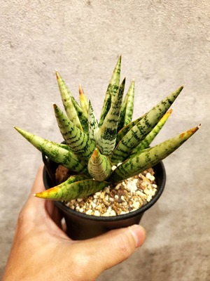 Sansevieria Zebra 【artPLANTs】サンスベリア/サンセベリア