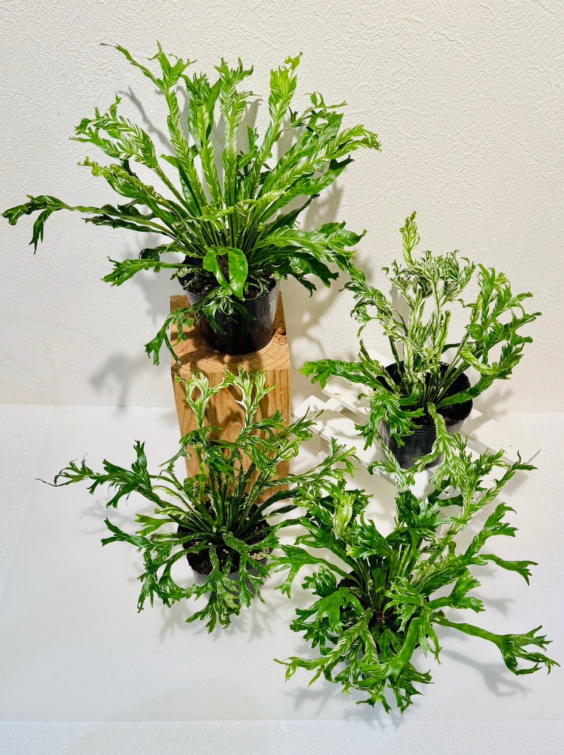 アスプレニウム・ニダス・バリエガータ 観葉植物 3号 | 観葉植物と雑貨