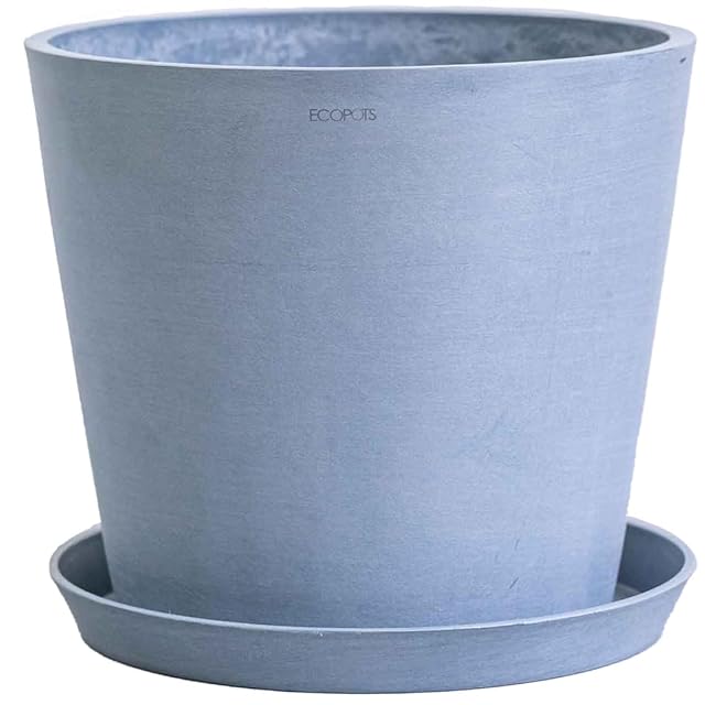 グレビレア ムーンライト 実生8年 6号鉢 150cm ネイティブプランツ