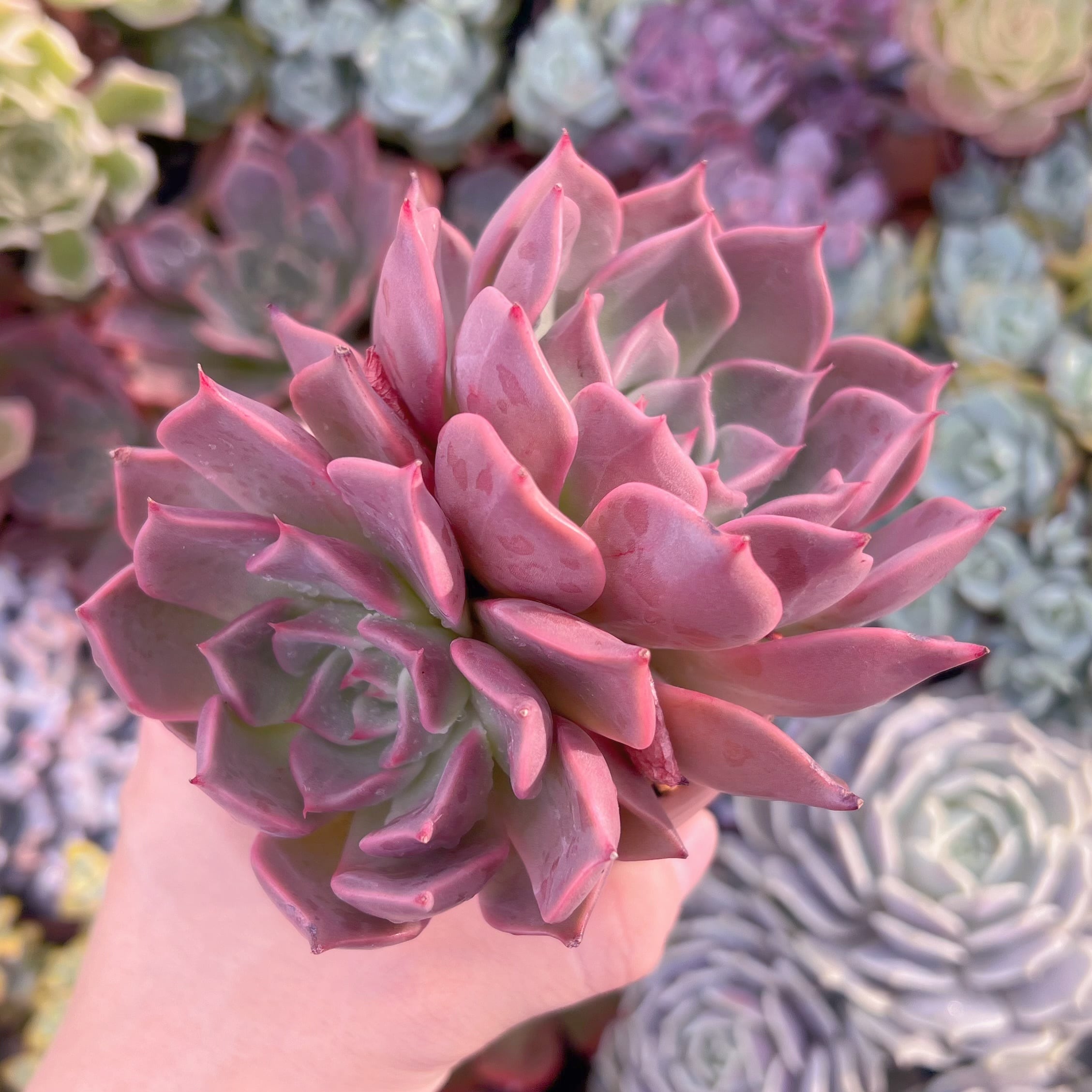 多肉植物 secret rose 大苗 新入荷 | るる農園~多肉植物専門