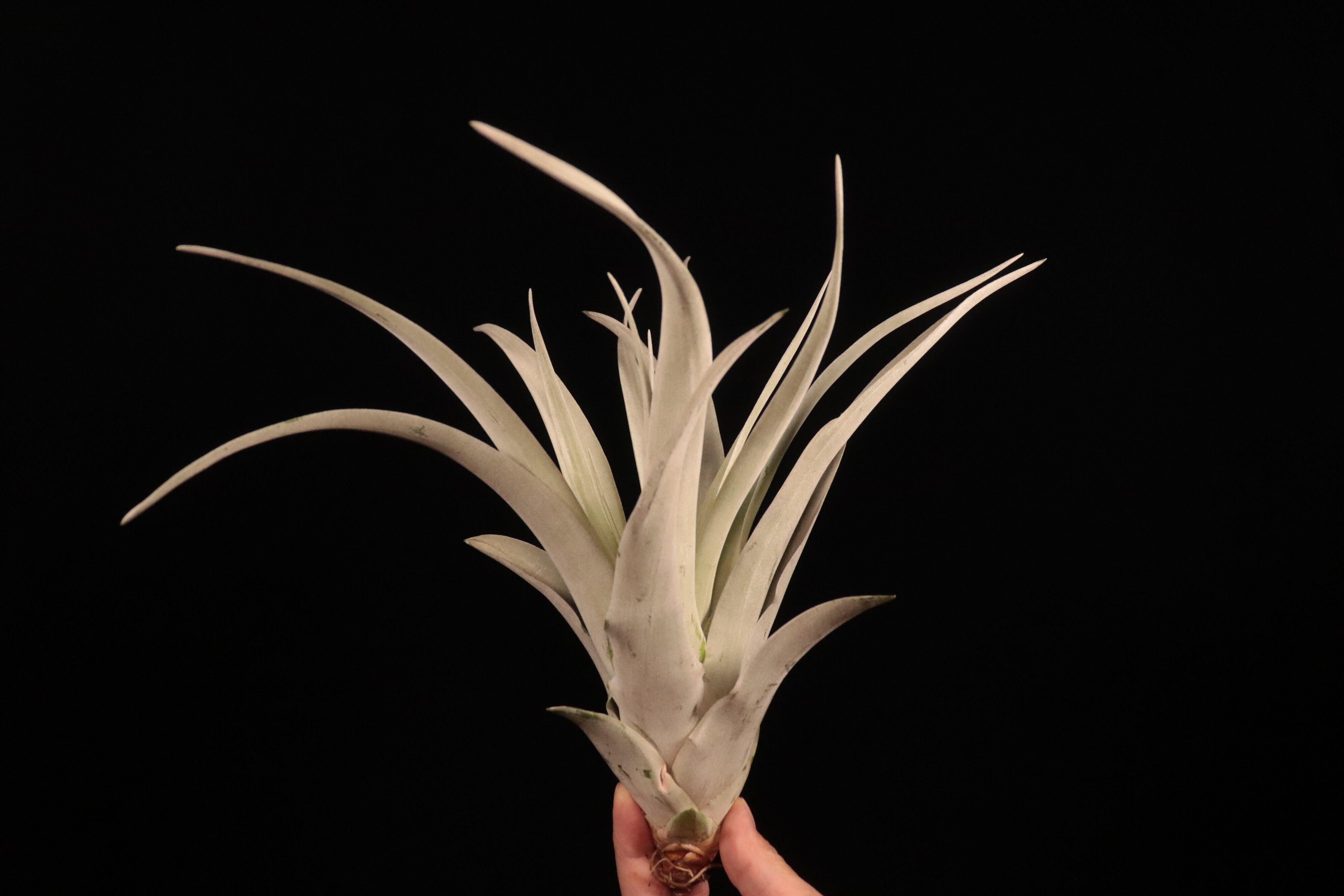 exserta × xerographica〔エアプランツ〕T5172 exserta × xerographica〔エアプランツ〕T5172