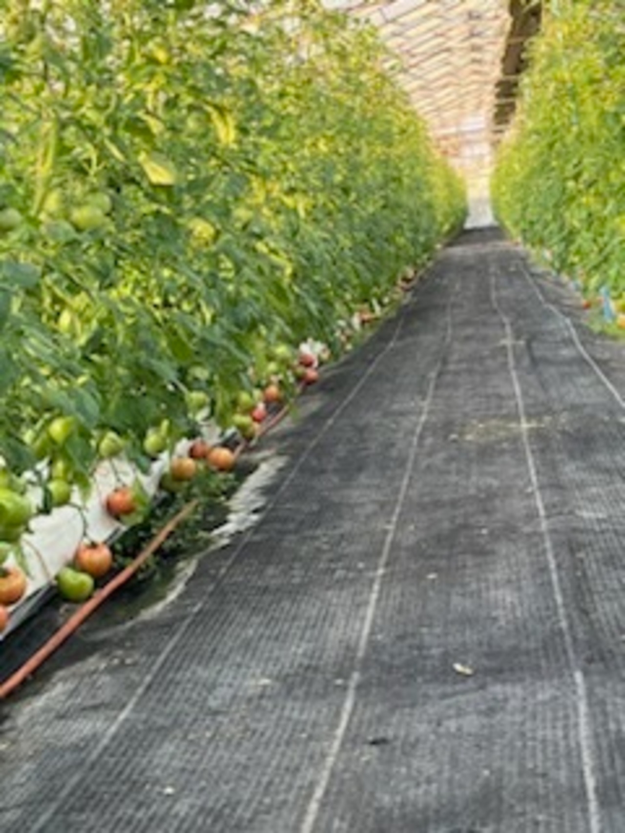 新鮮桃太郎春トマト　不揃い　4.9㎏以上　４４００円