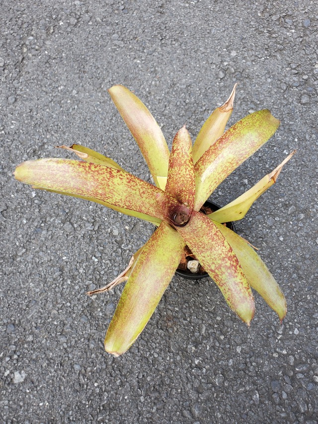 Neoregelia Sun Gold Hybrid 【artPLANTs】ネオレゲリア/タンクブロメリア
