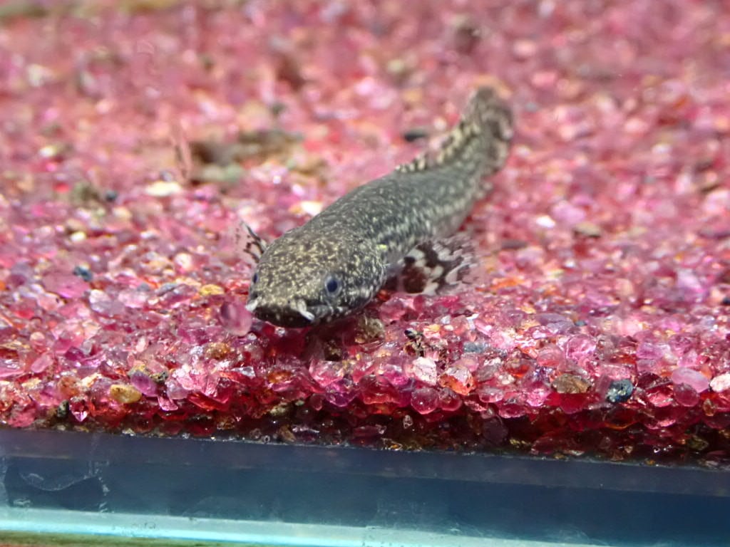 ポリプテルス オルナティピンニス