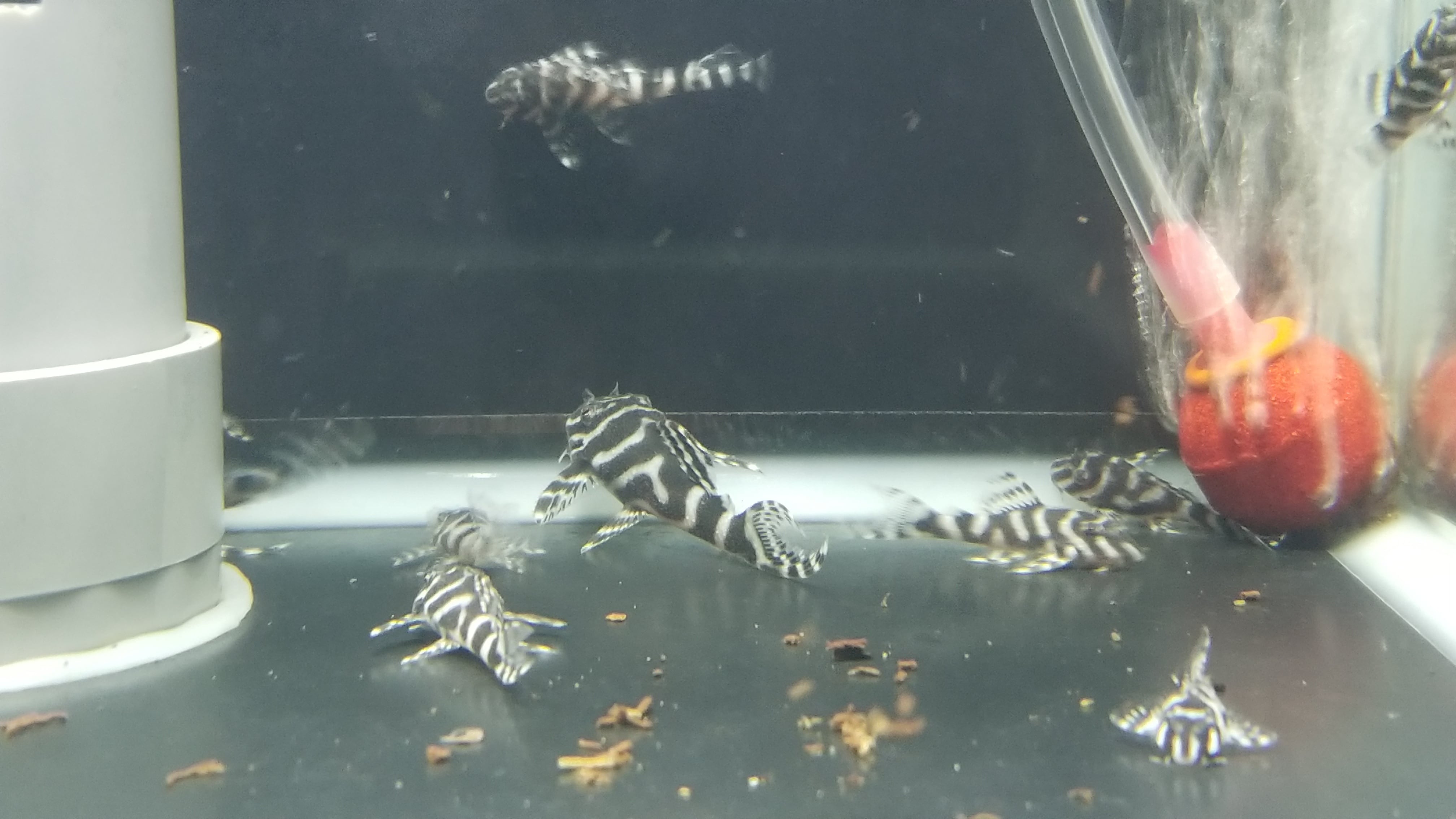 キングロイヤルペコルティア 1匹 国産ブリード | アクアのすけ