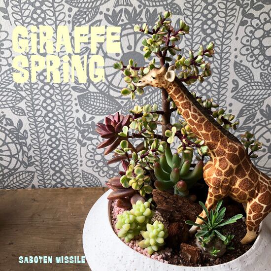 Giraffe spring