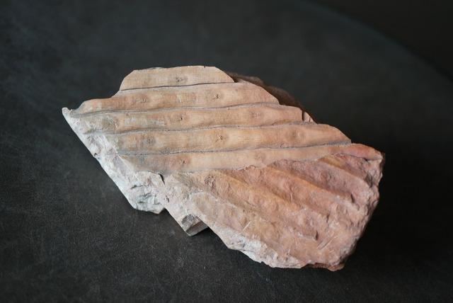 封印木化石 Sigillaria 1195