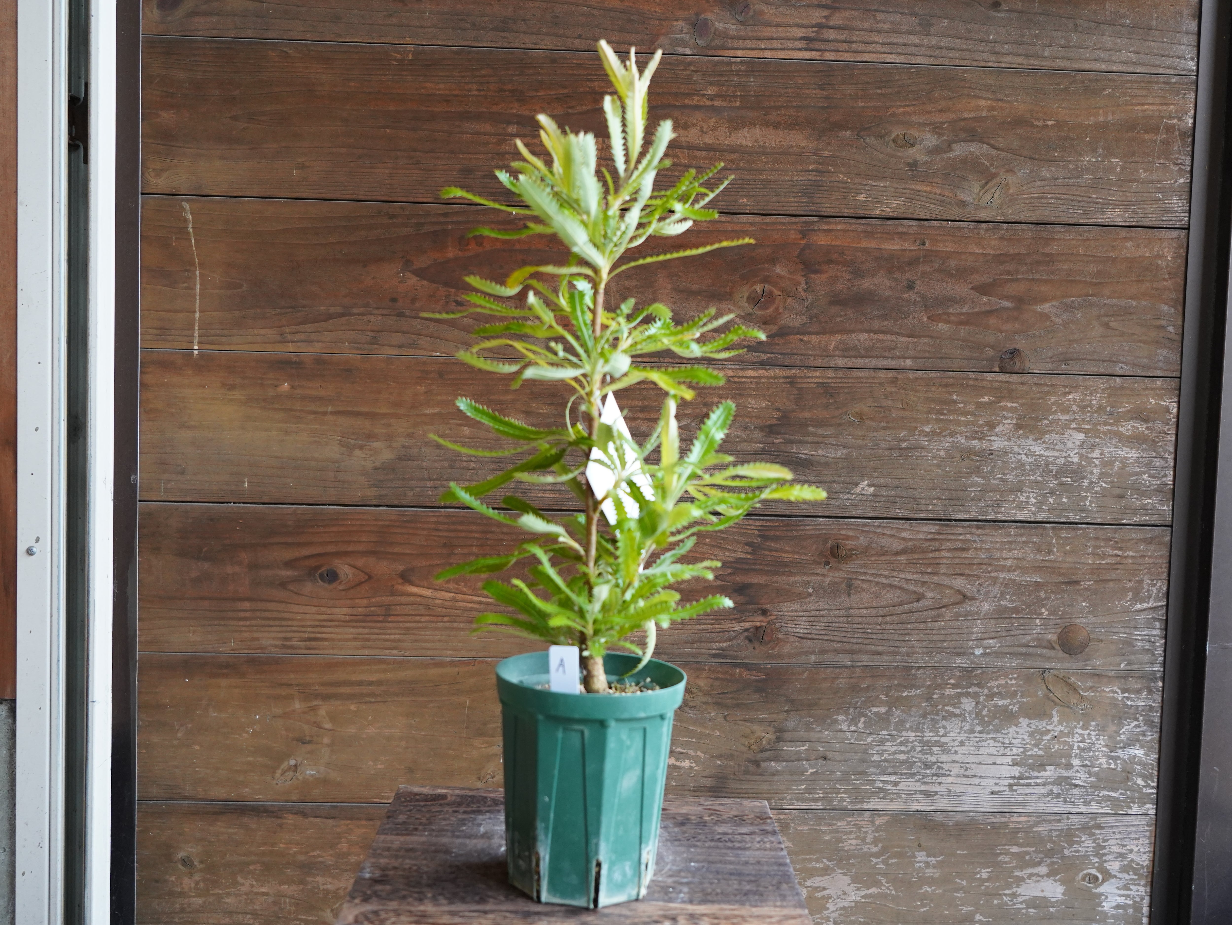 【現物】バンクシア　”セラータ”　A