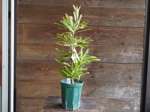 【現物】バンクシア ”セラータ” A