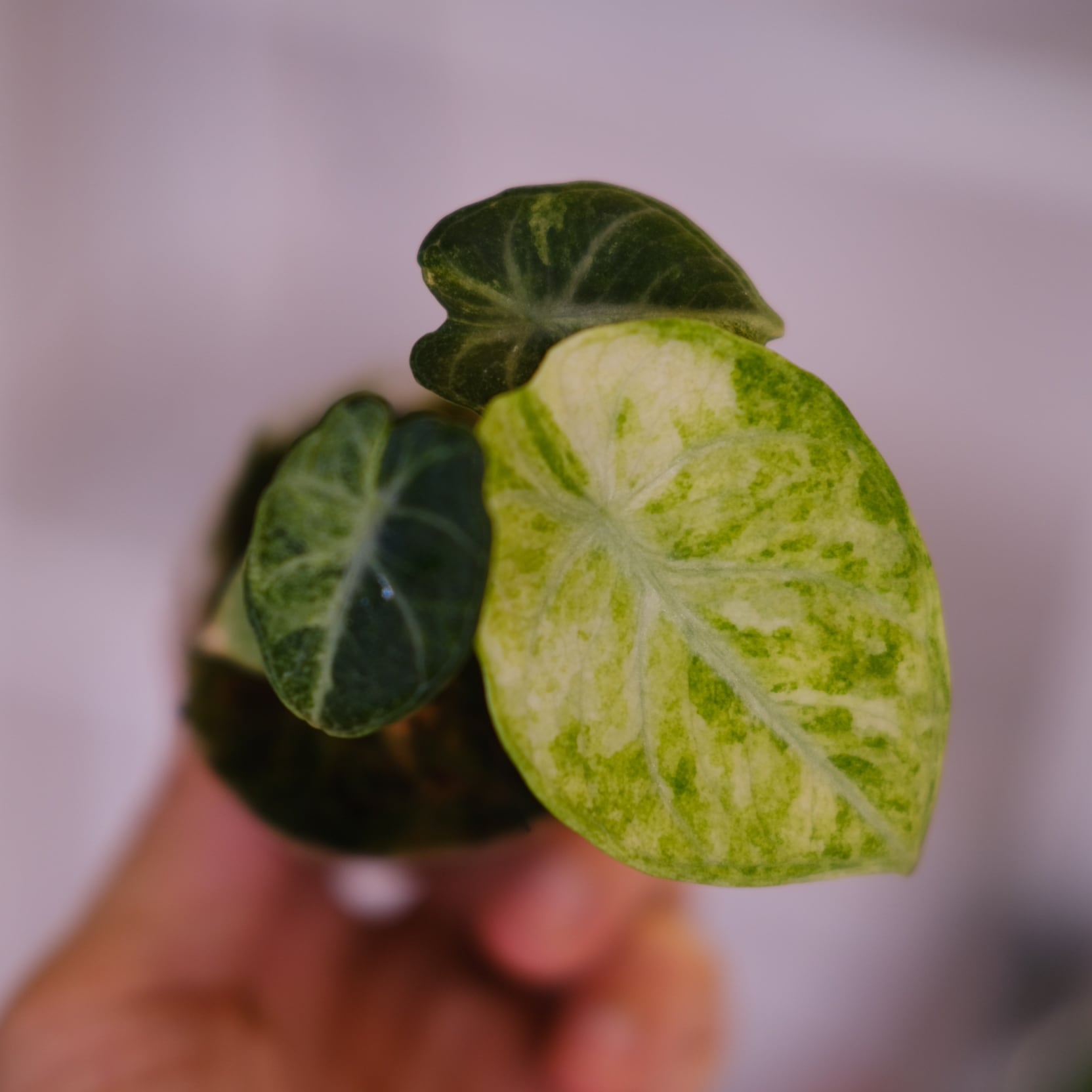 シャコガイル　a b ２枚 マルチカード 各種プリンタ兼用紙 | ラベル・シールのエーワン