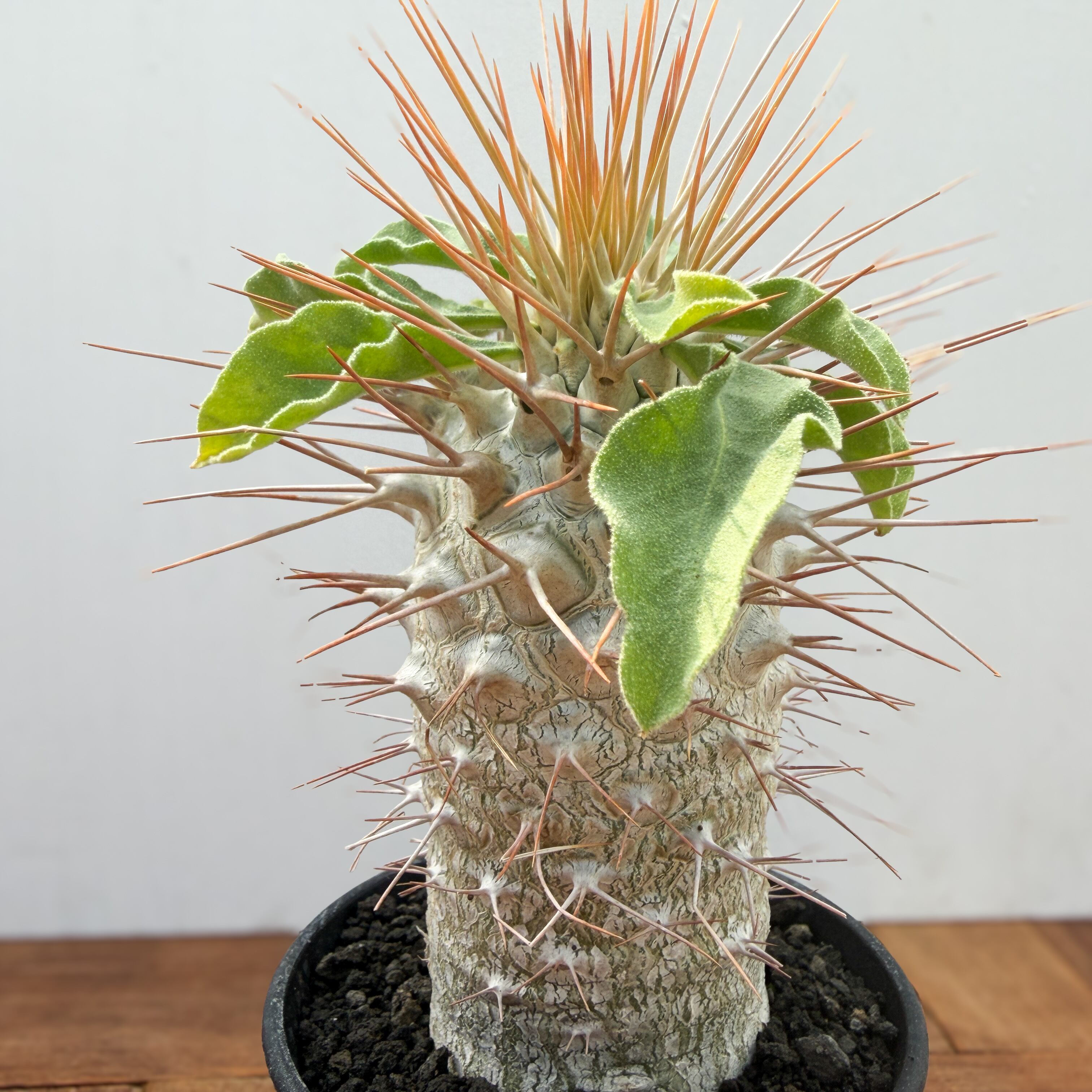 Pachypodium namaquanum【パキポディウム・ナマクアナム・光堂・実生