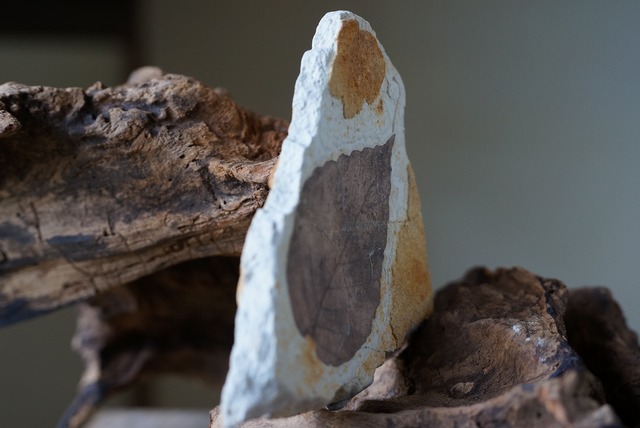 木の葉 化石 Fossil Leaf　②