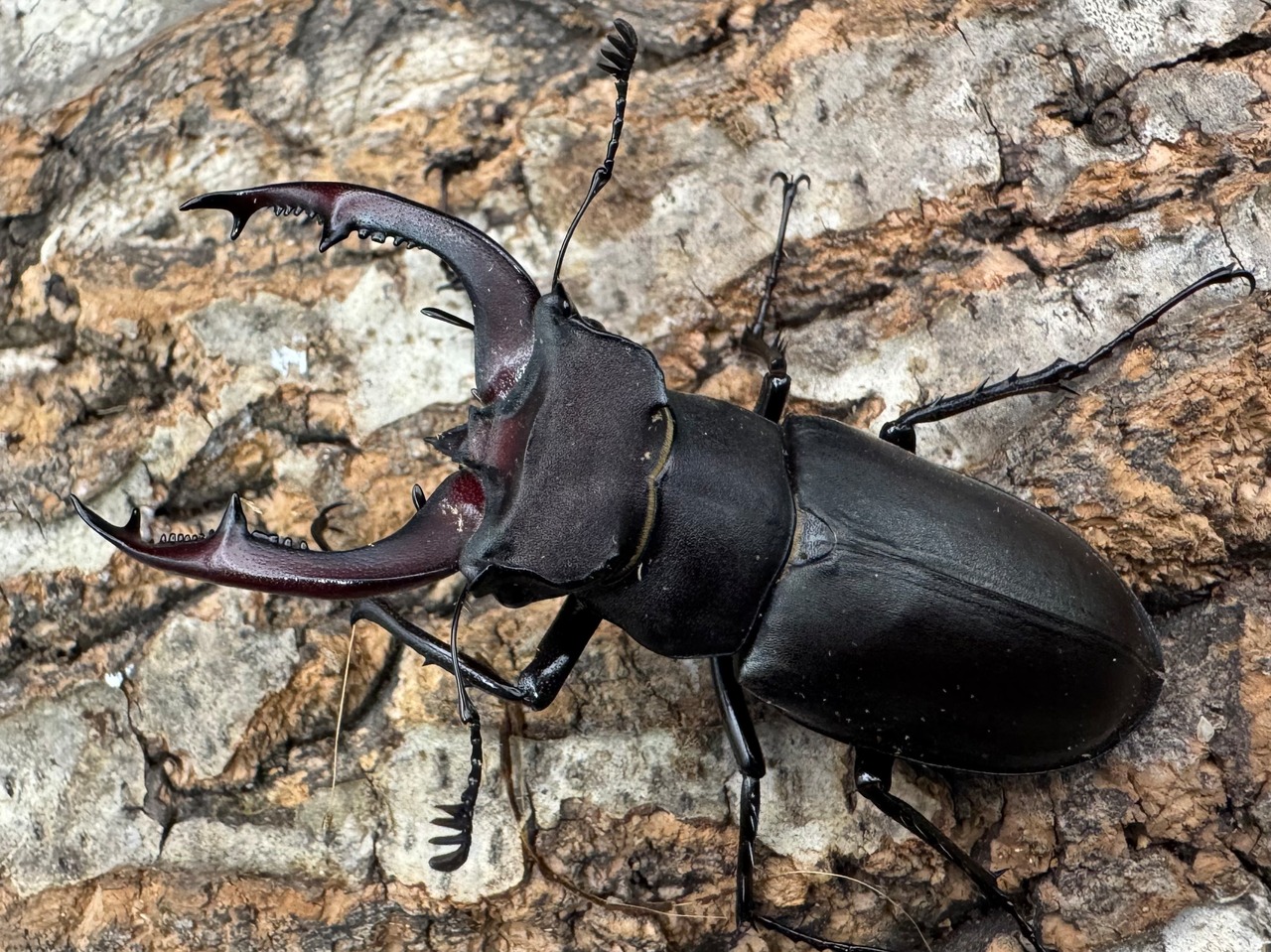 《ユダイクスミヤマ 65mm ペア》