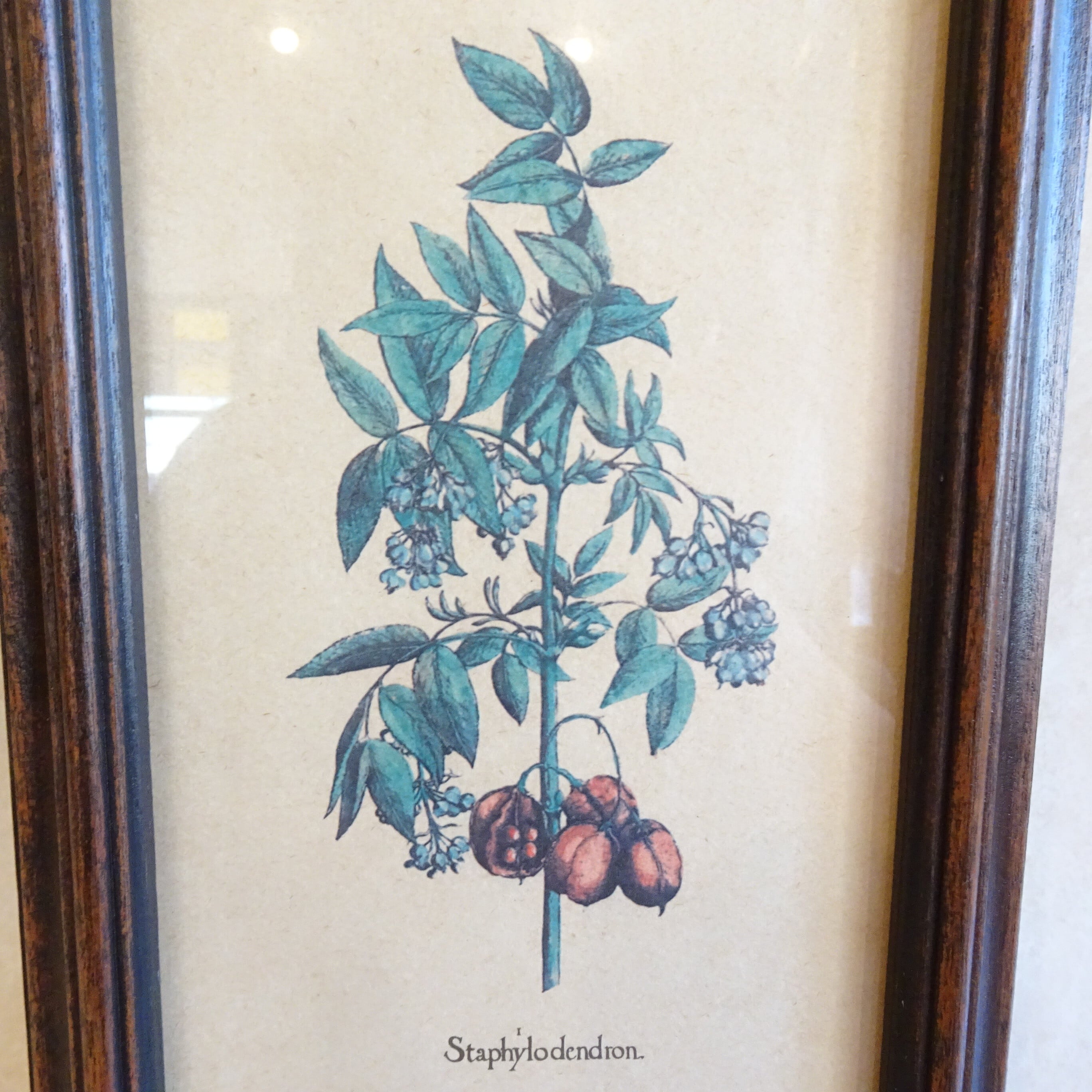 イタリア ボタニカルアート（オレンジ色の実） | 純喫茶家具の村田商會