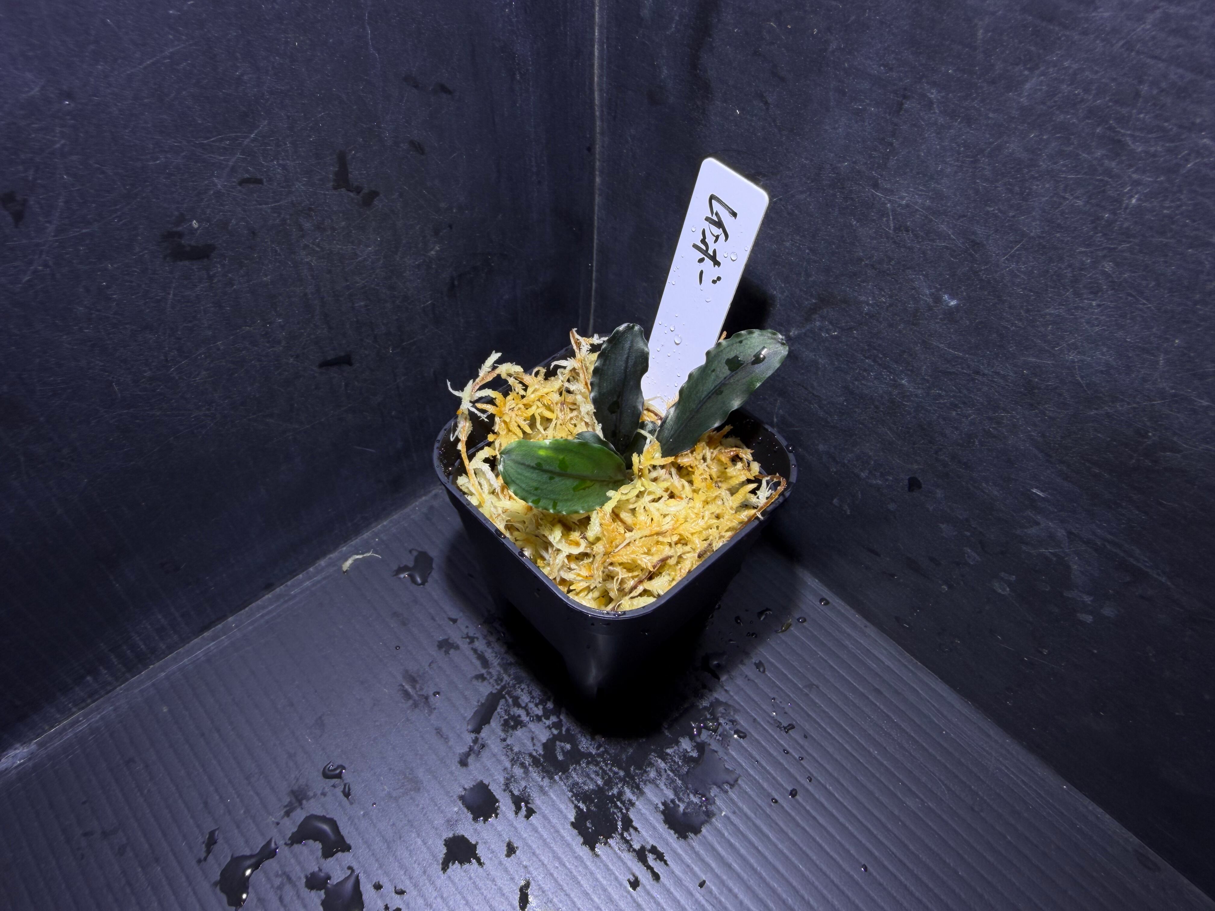 ホマロメナ sp. Mamasa Sulawesi カミハタ便 熱帯植物 Homalomena sp. Mamasa 