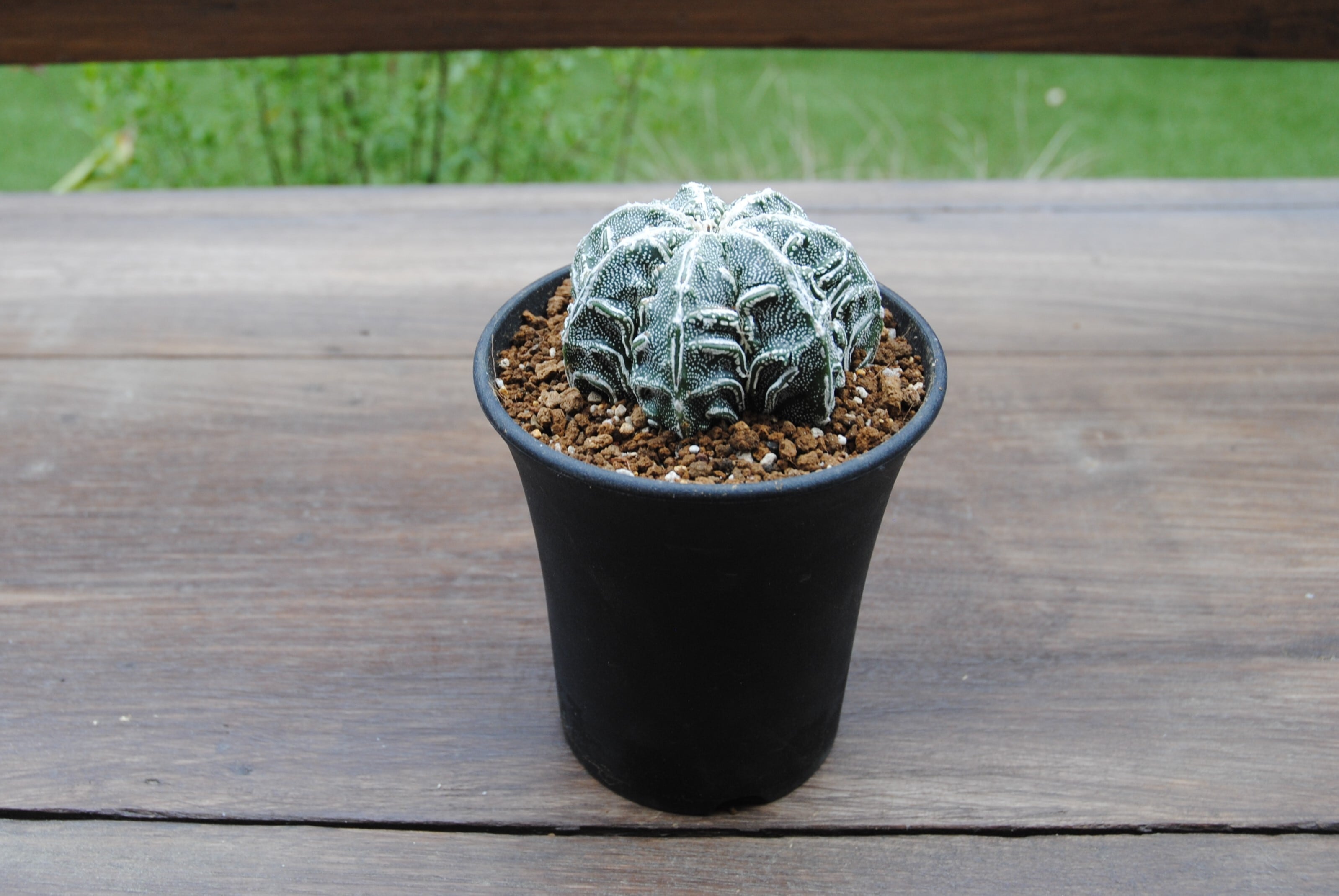 アストロフィツム・螺旋盤石　鉢付き Astrophytum sp. アストロフィツム 盤石 ランポー玉 サボテン | plants