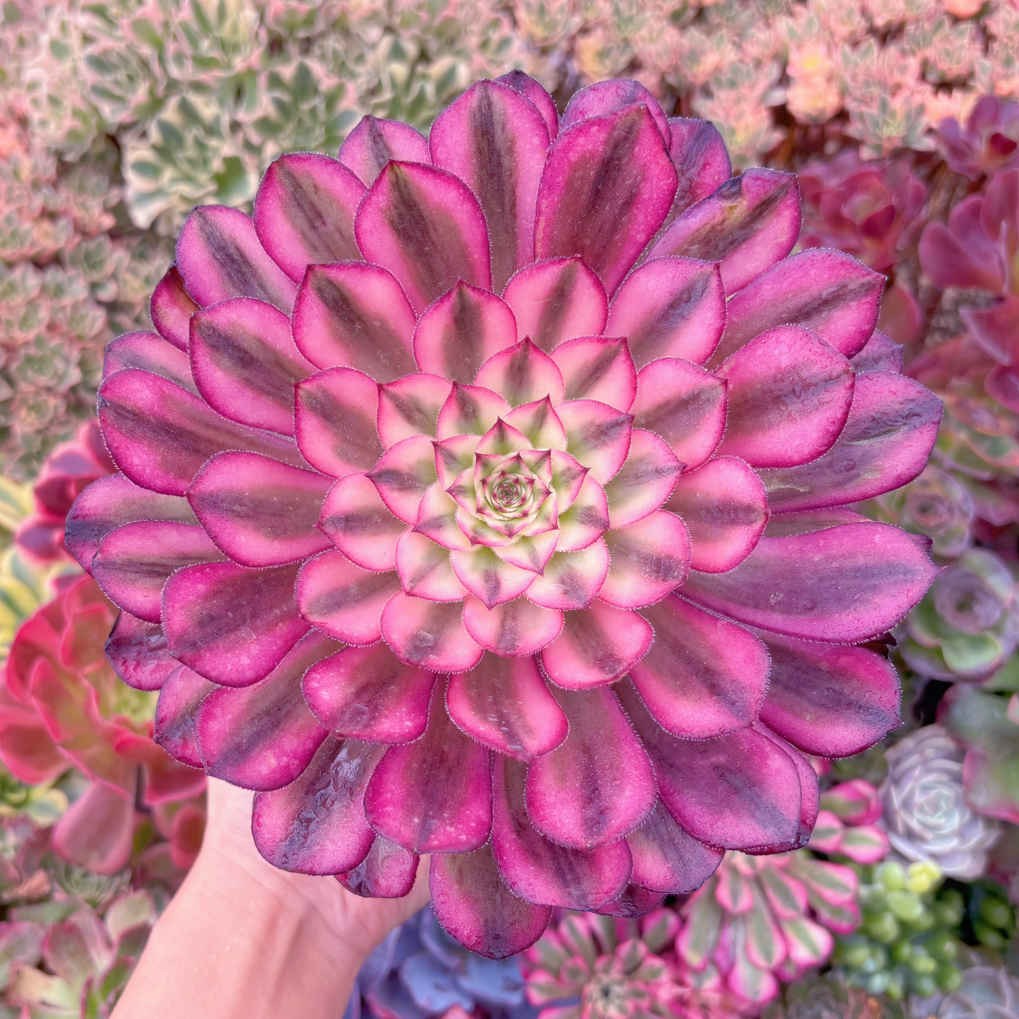 現品　白月光#A034　大苗　群生　るる農園