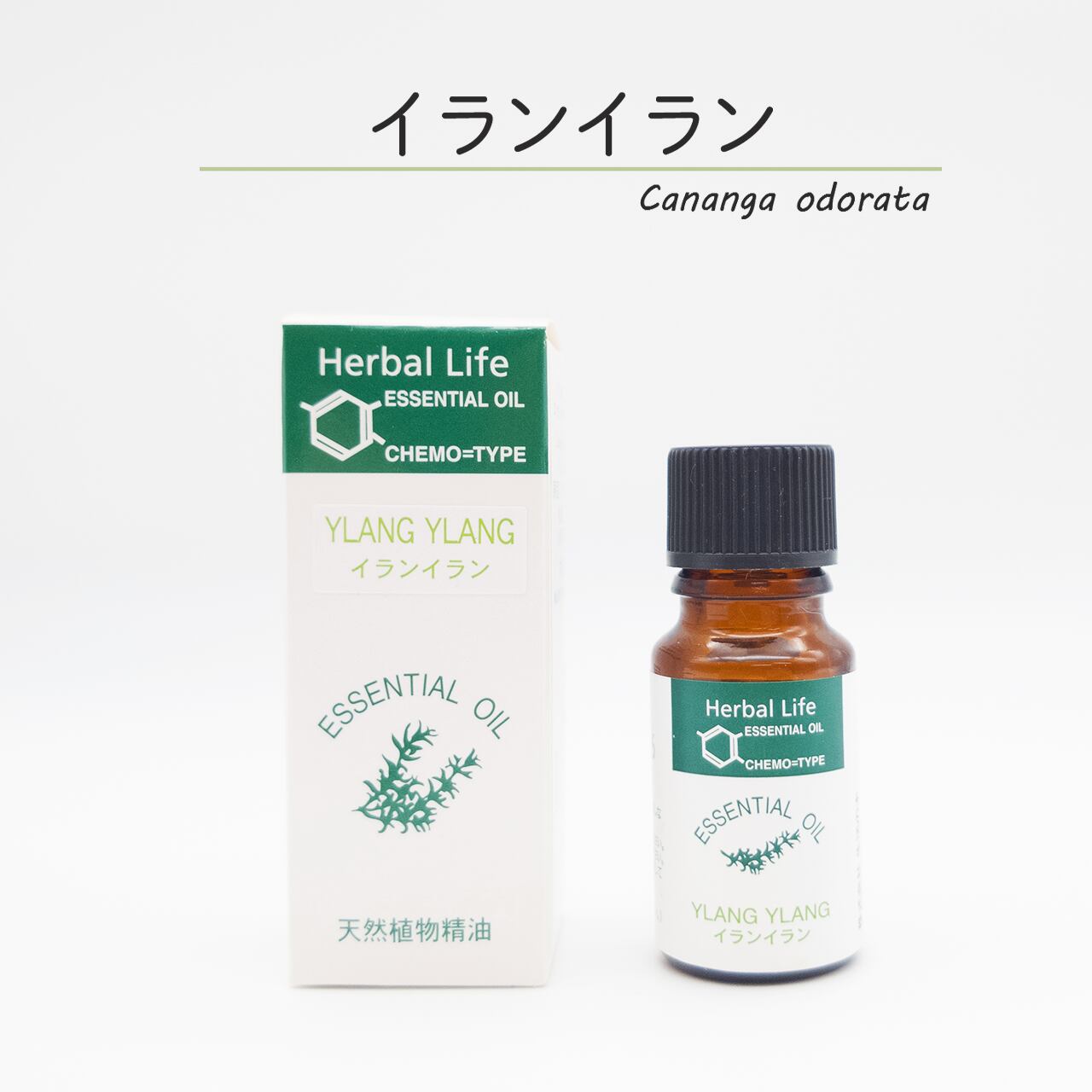 生活の木］イランイラン | ホームケアアロマ専門店 アロマリ