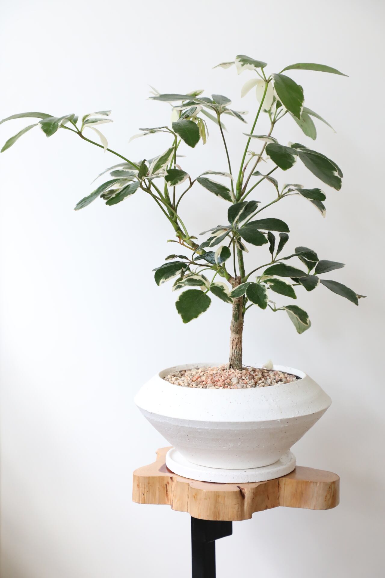 ホンコンカポック バリエガータ ※陶器鉢付き | 【観葉植物・鉢 ホンコンカポック バリエガータ ※陶器鉢付き | 【観葉植物・鉢