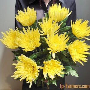 菊を飾ろう‼　アナスタシアイエロー　10本