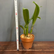 洋ラン　カトレア　C.trianae(splash'Mooreana'x pincelada'Flecha's Rojas')【978】
