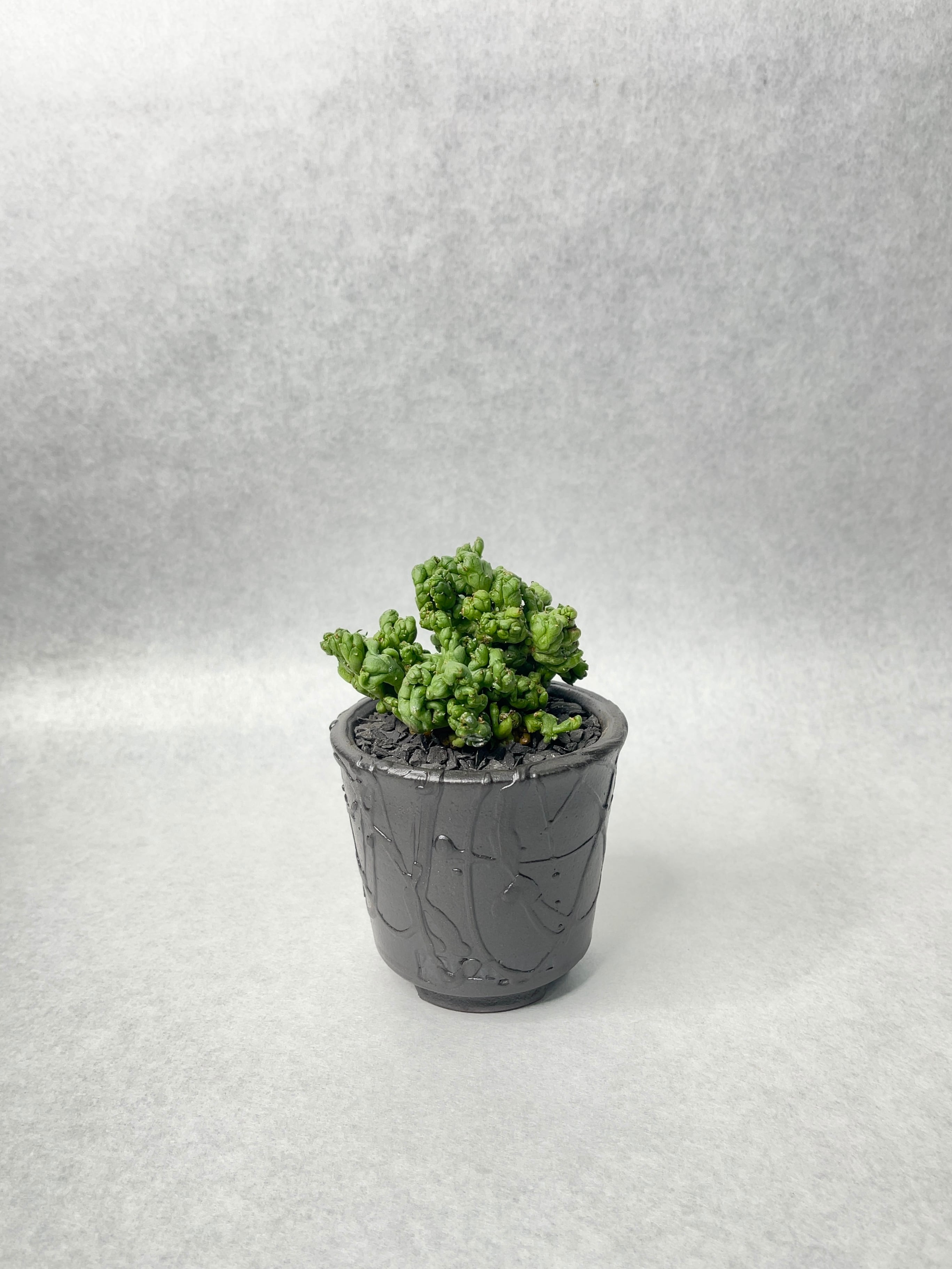 ユーフォルビア・ホリダ goujin鉢付き(AKline) 楽天市場