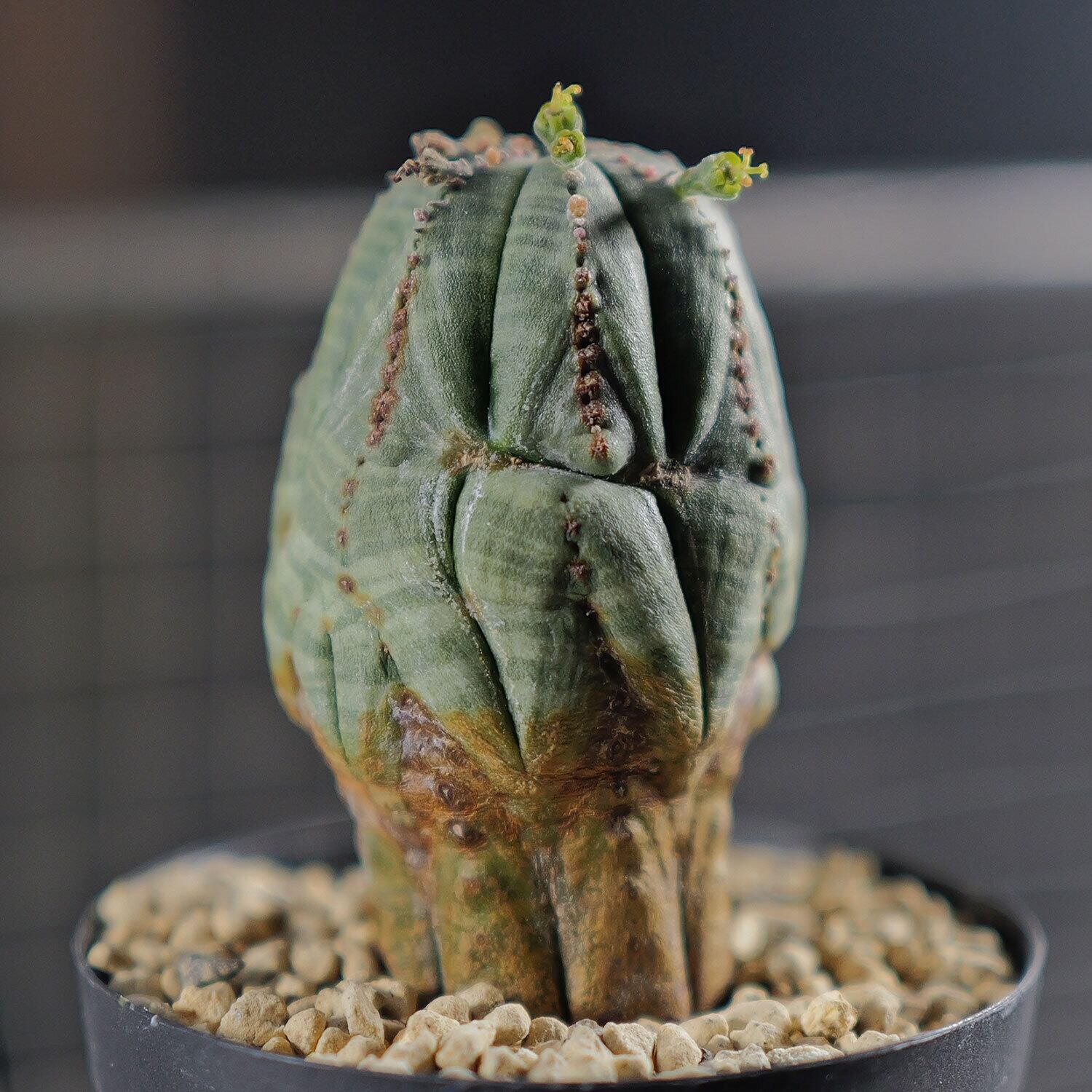 メス株 木質化 マイクロ マウンテン 捻じれ オベサ / ユーフォルビア