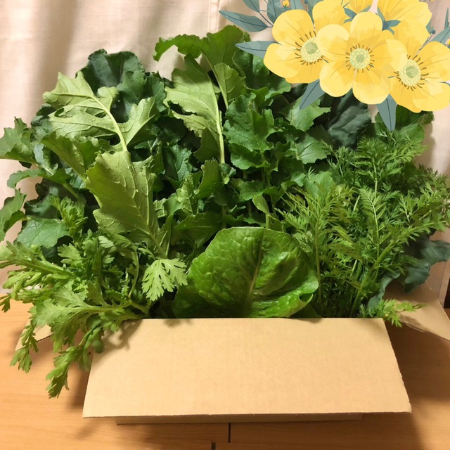 ＜金曜日発送＞【大きいサイズ】季節のお野菜セット