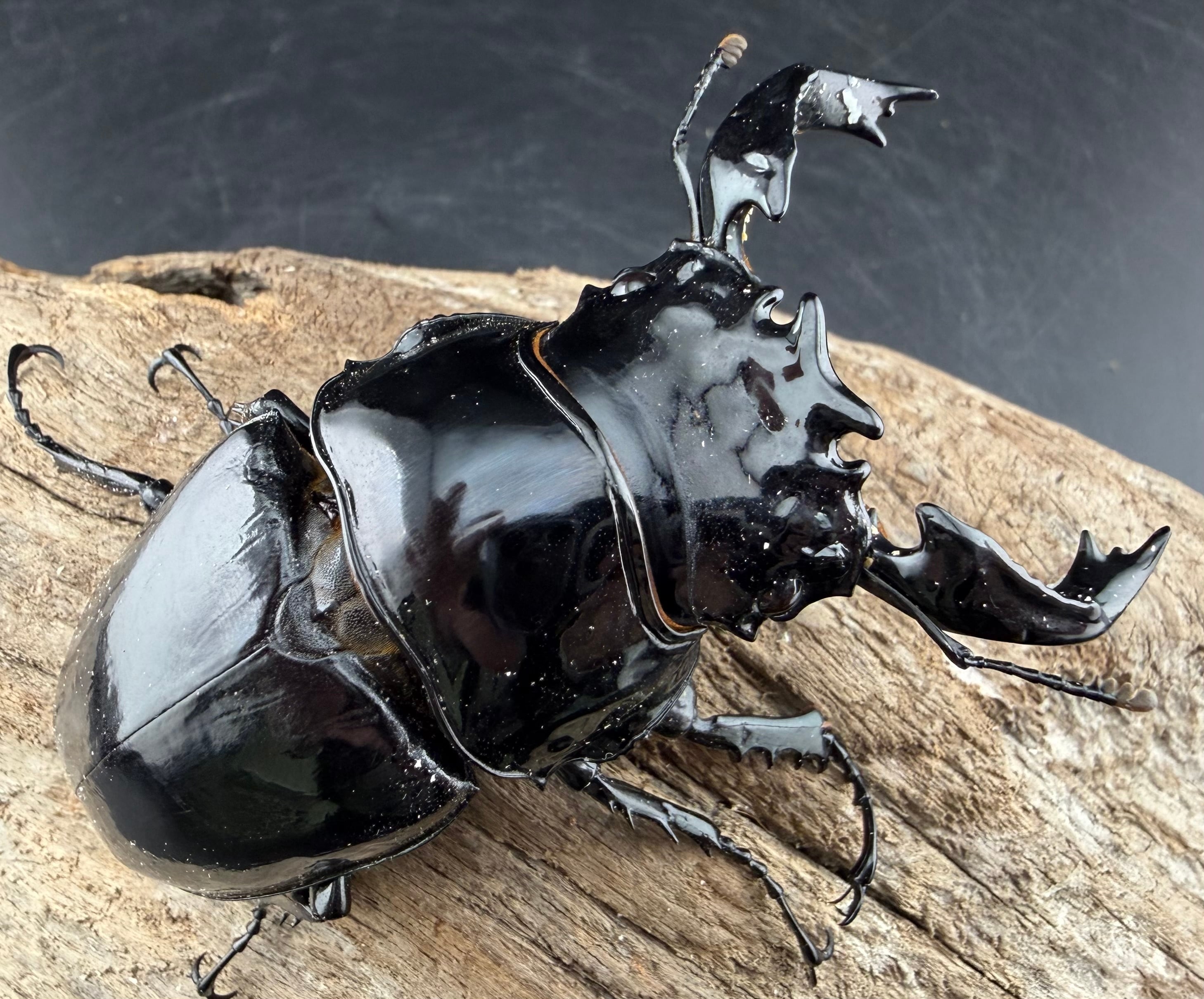 タランドゥスオオツヤクワガタ 86mm ペア》 | KPW公式オンラインショップ