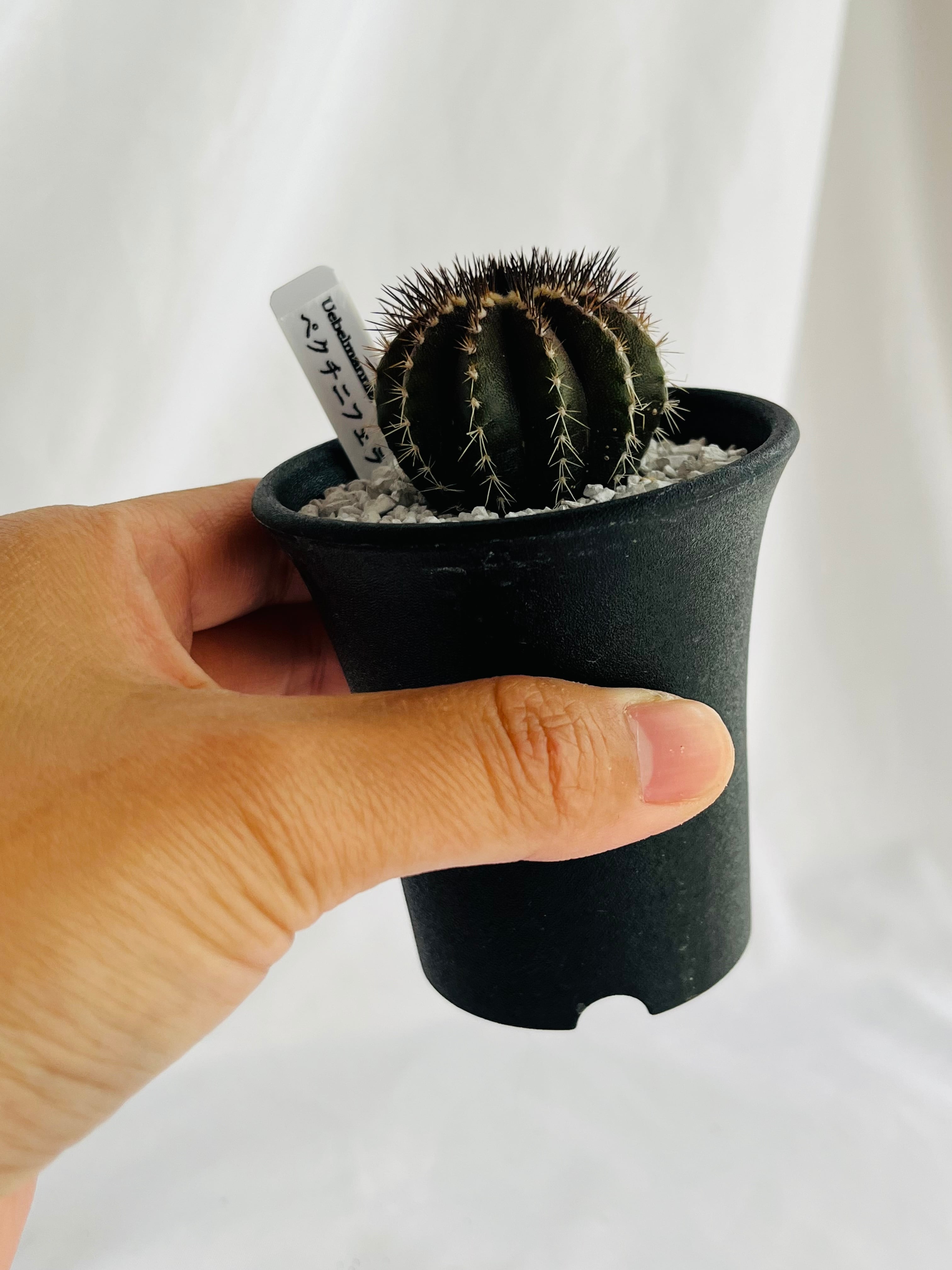 ユーベルマニア ペクチニフェラ 2頭仕立て / Uebelmannia pectinifera ユーベルマニア・ペクチニフェラ 大株 Uebelmannia pectinifera